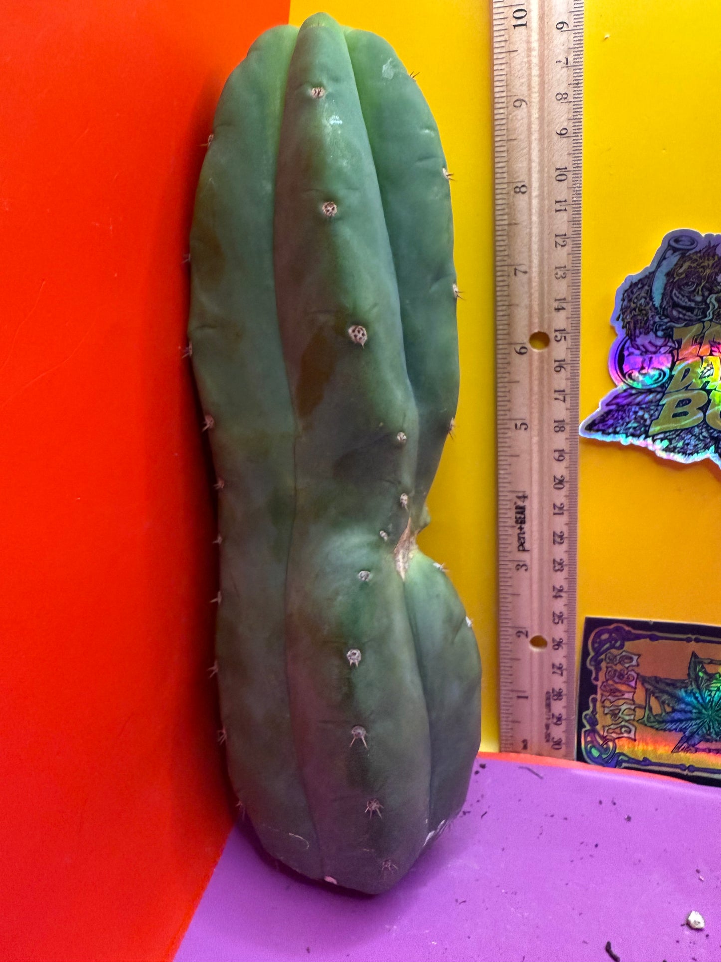 Cahuilla !!
