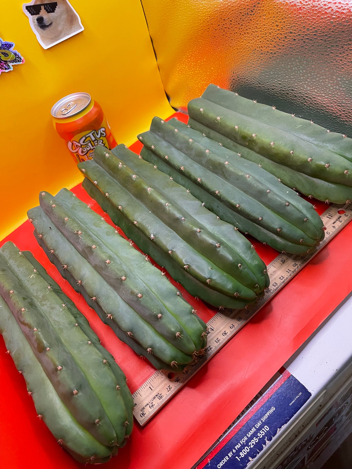 SAN PEDRO CACTUS CUTTING !
