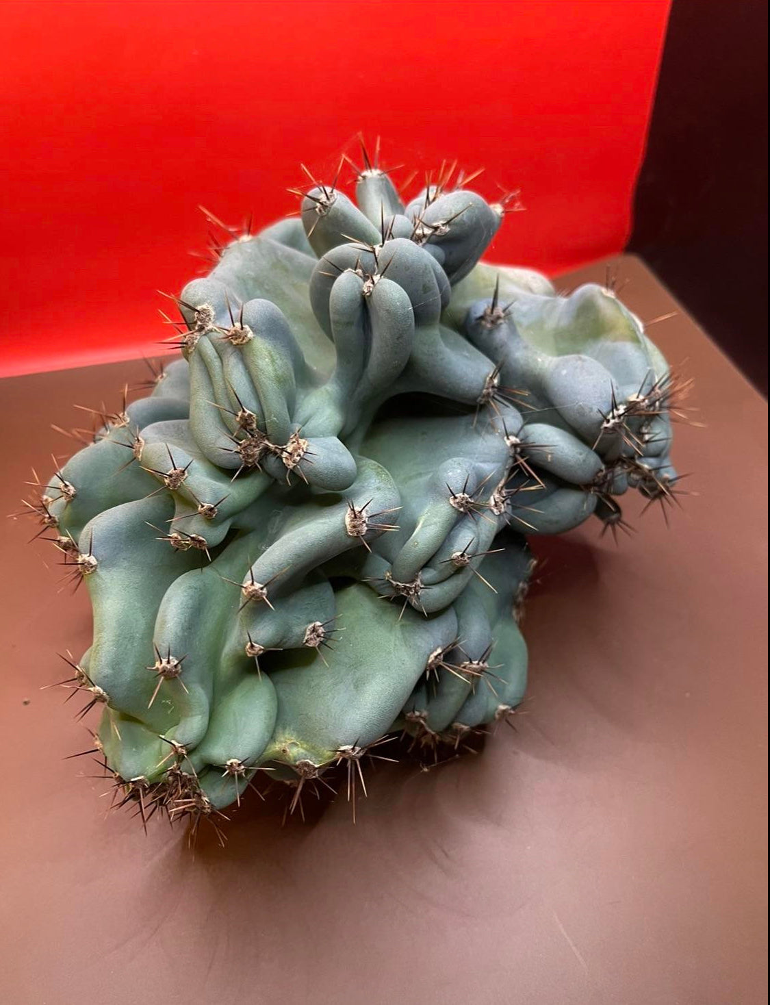 Cereus monstrose - pack of 100 seeds !