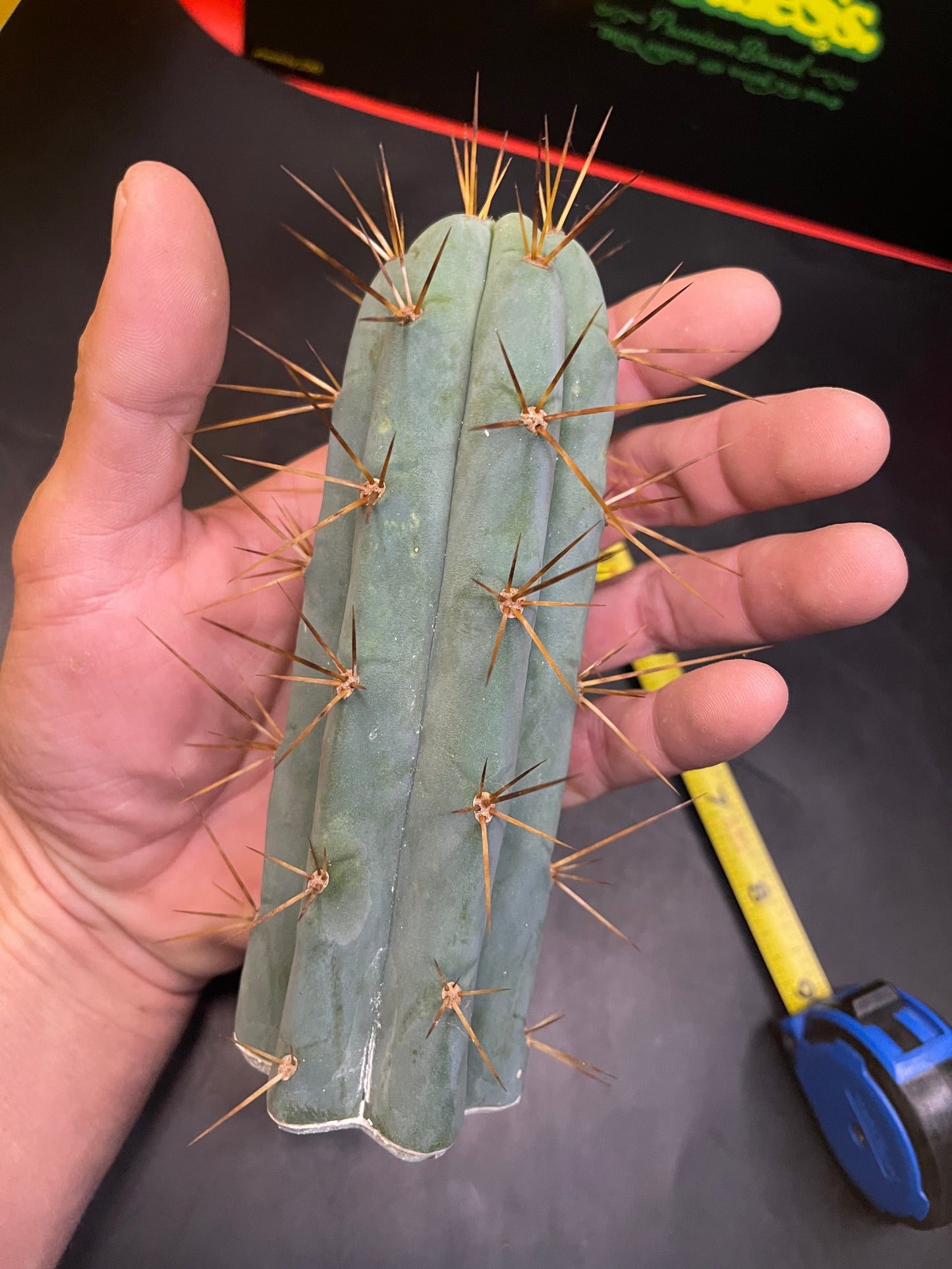 San Pedro cactus !🌵🌶️