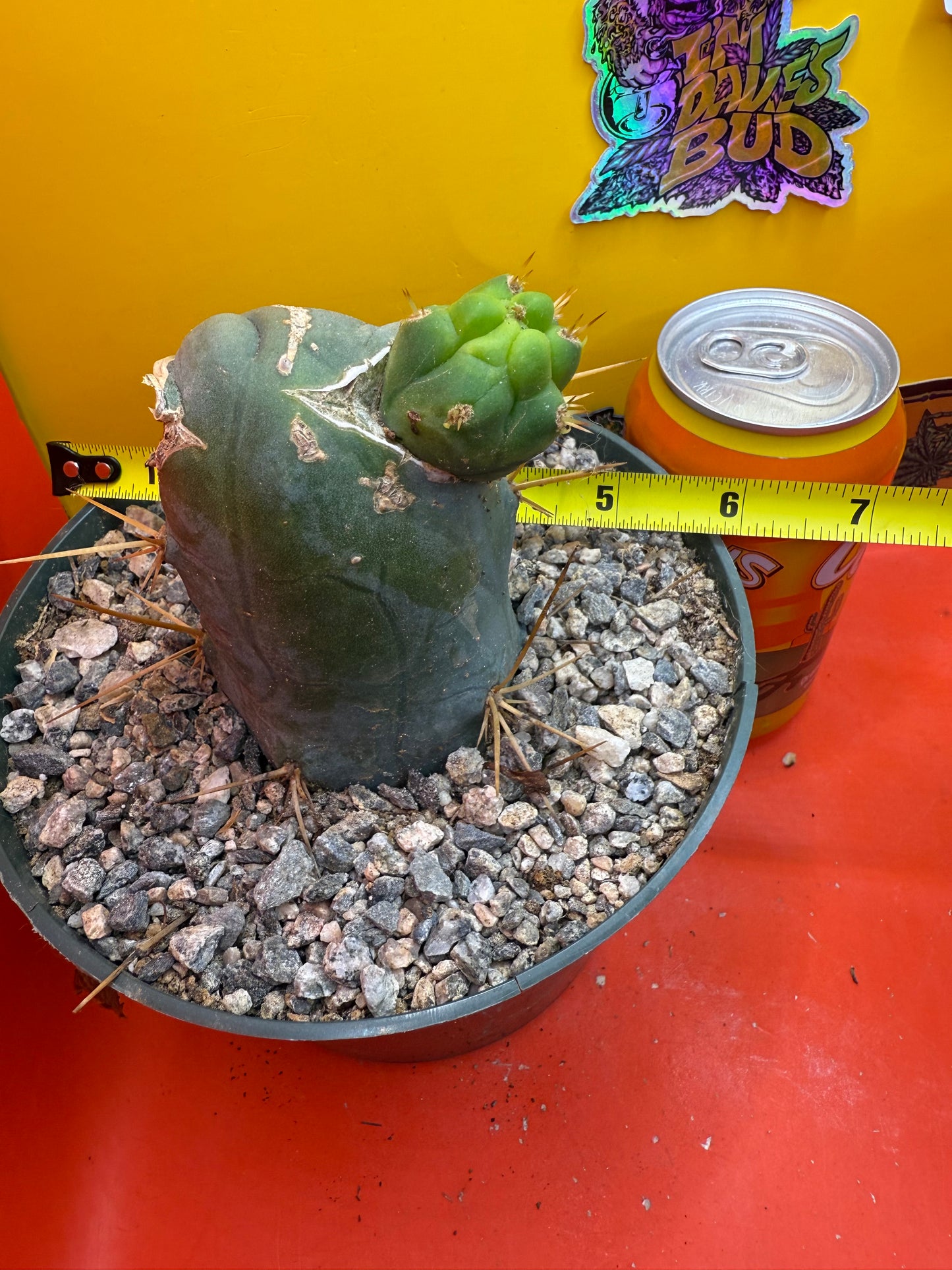 Big fat TBM in 6” wide pot