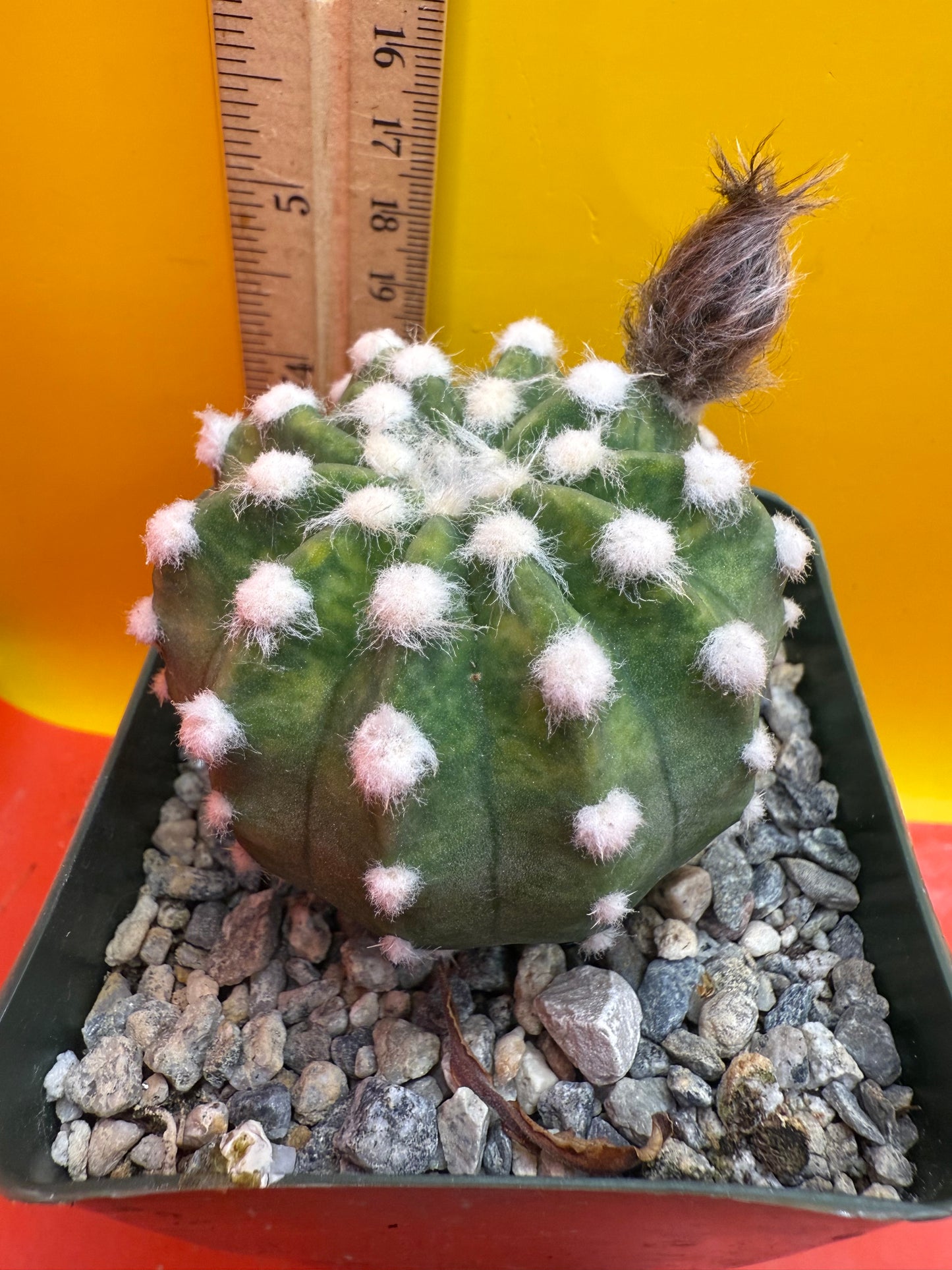 Domino cactus with fat flower bud !!