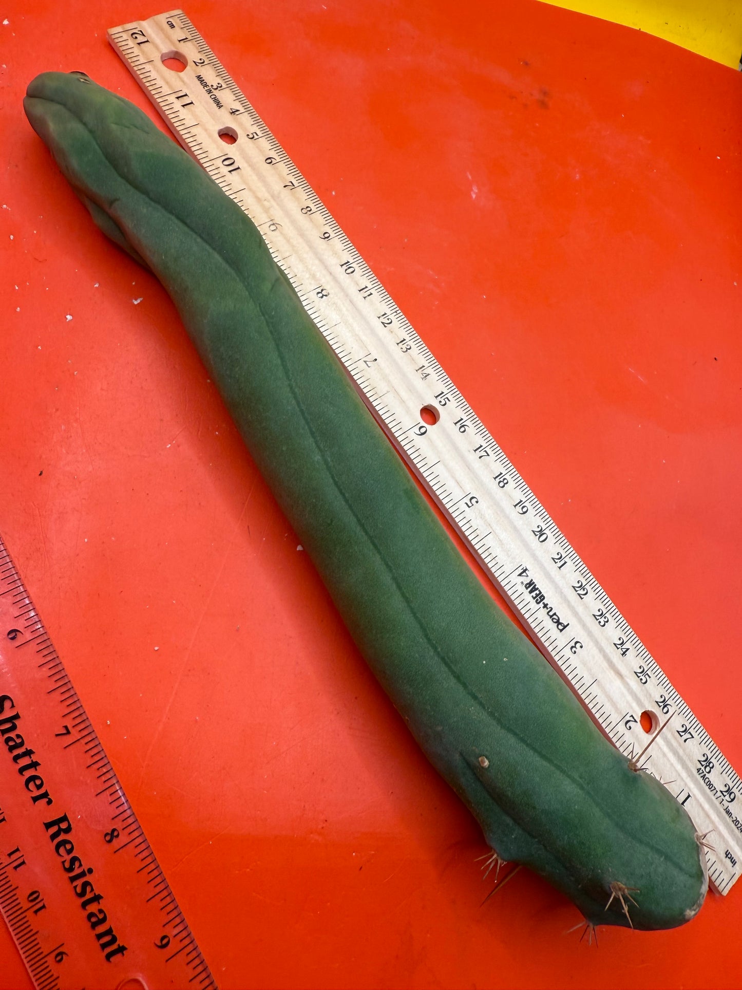 TBM-A long form monstrose cactus !