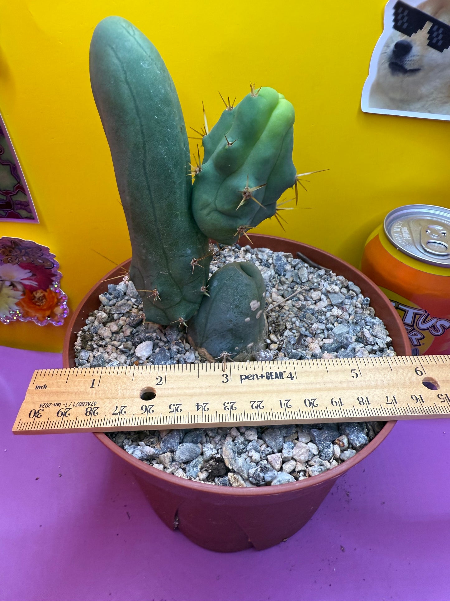 TBM CACTUS smooth and clean !  shipped in pot  - this exact one pictured