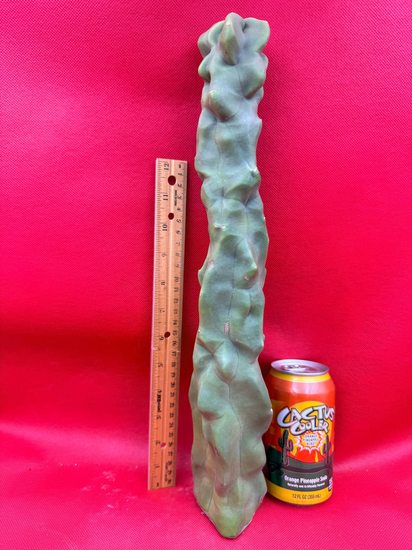 Spineless totem cactus