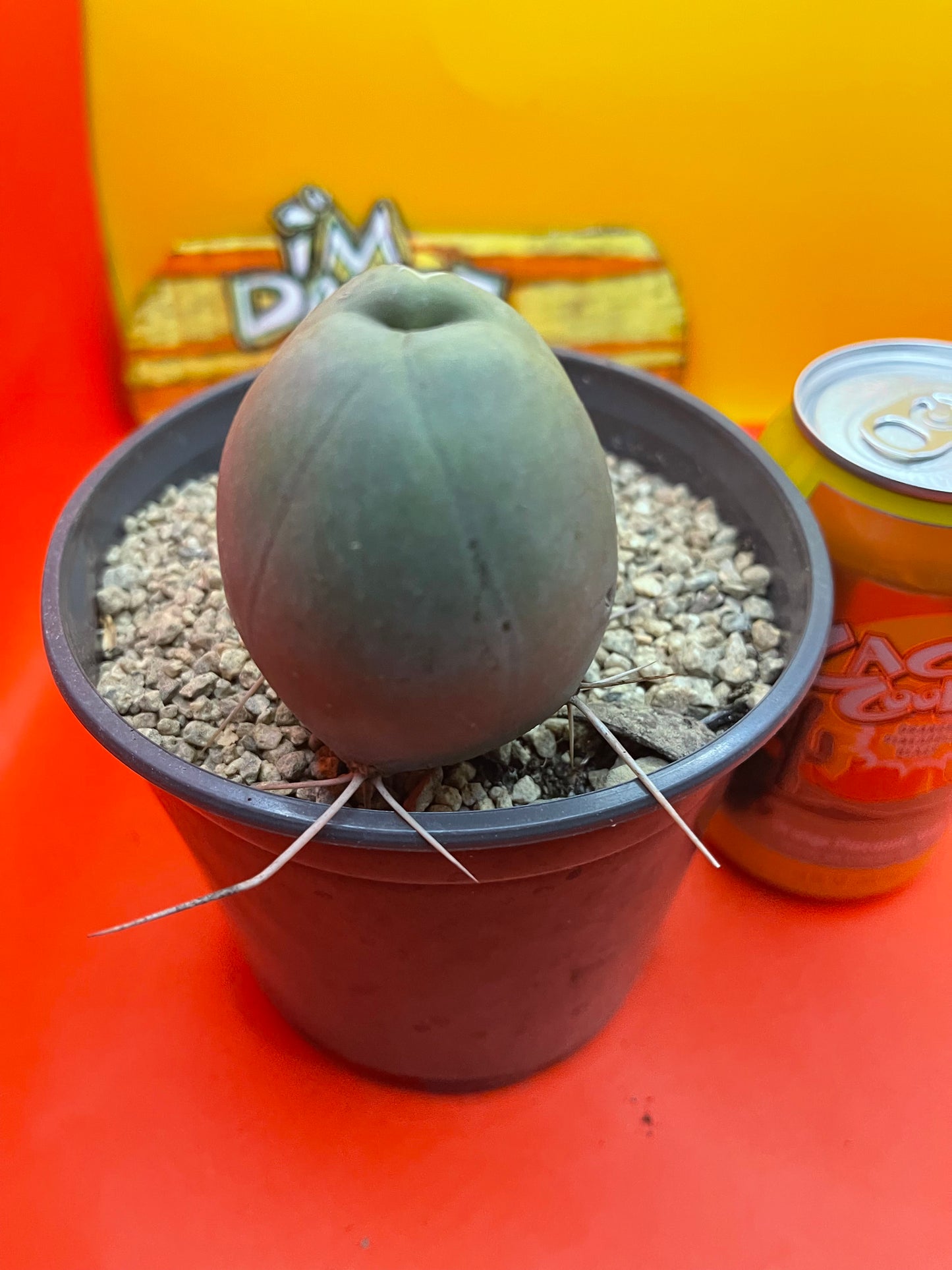 TBM CACTUS    type B