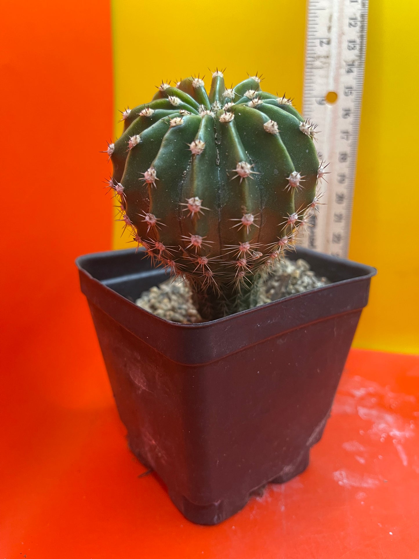 Flowering echinopsis cactus !