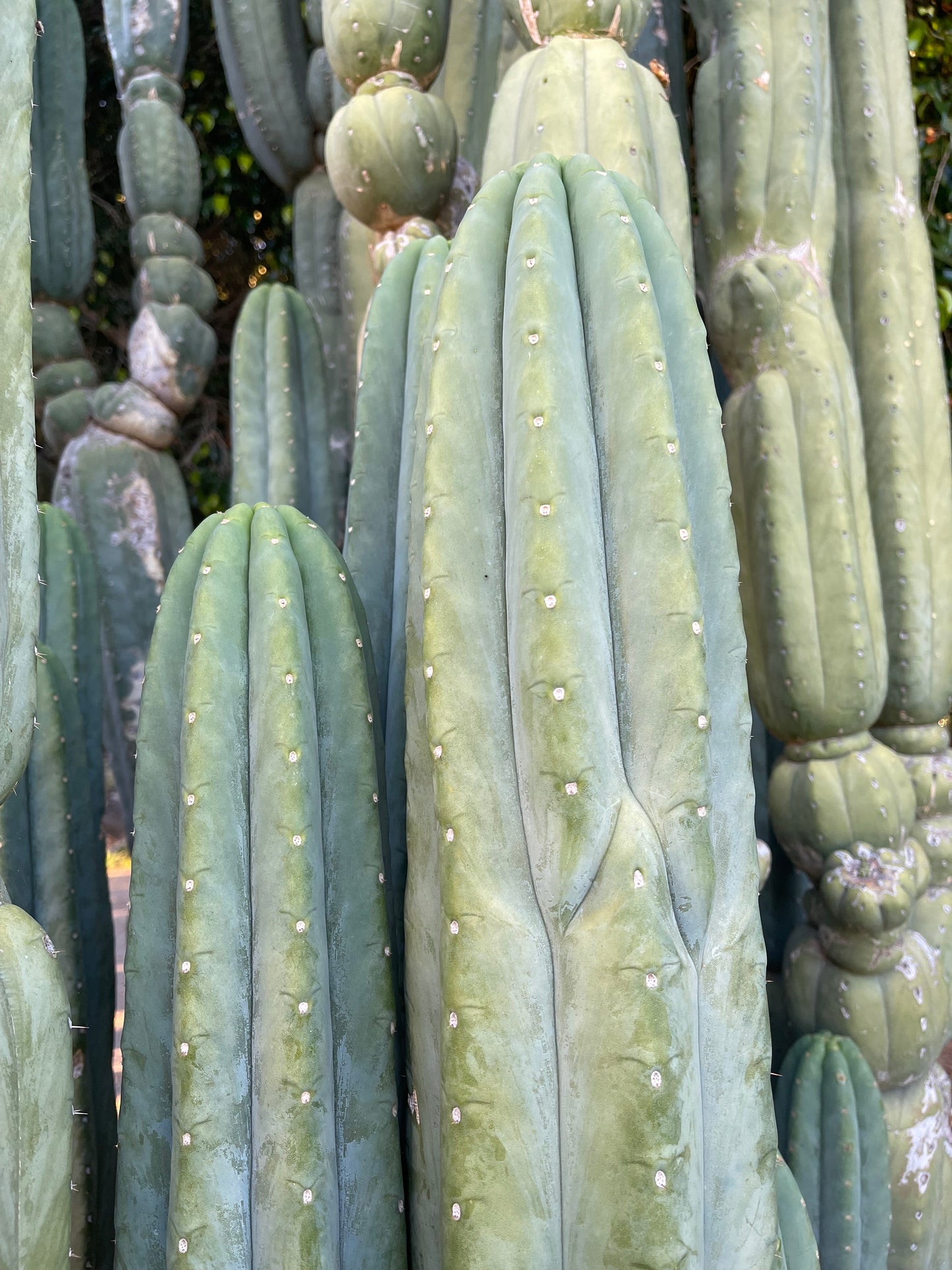 100 San Pedro Cactus - “Cahuilla” seeds!!
