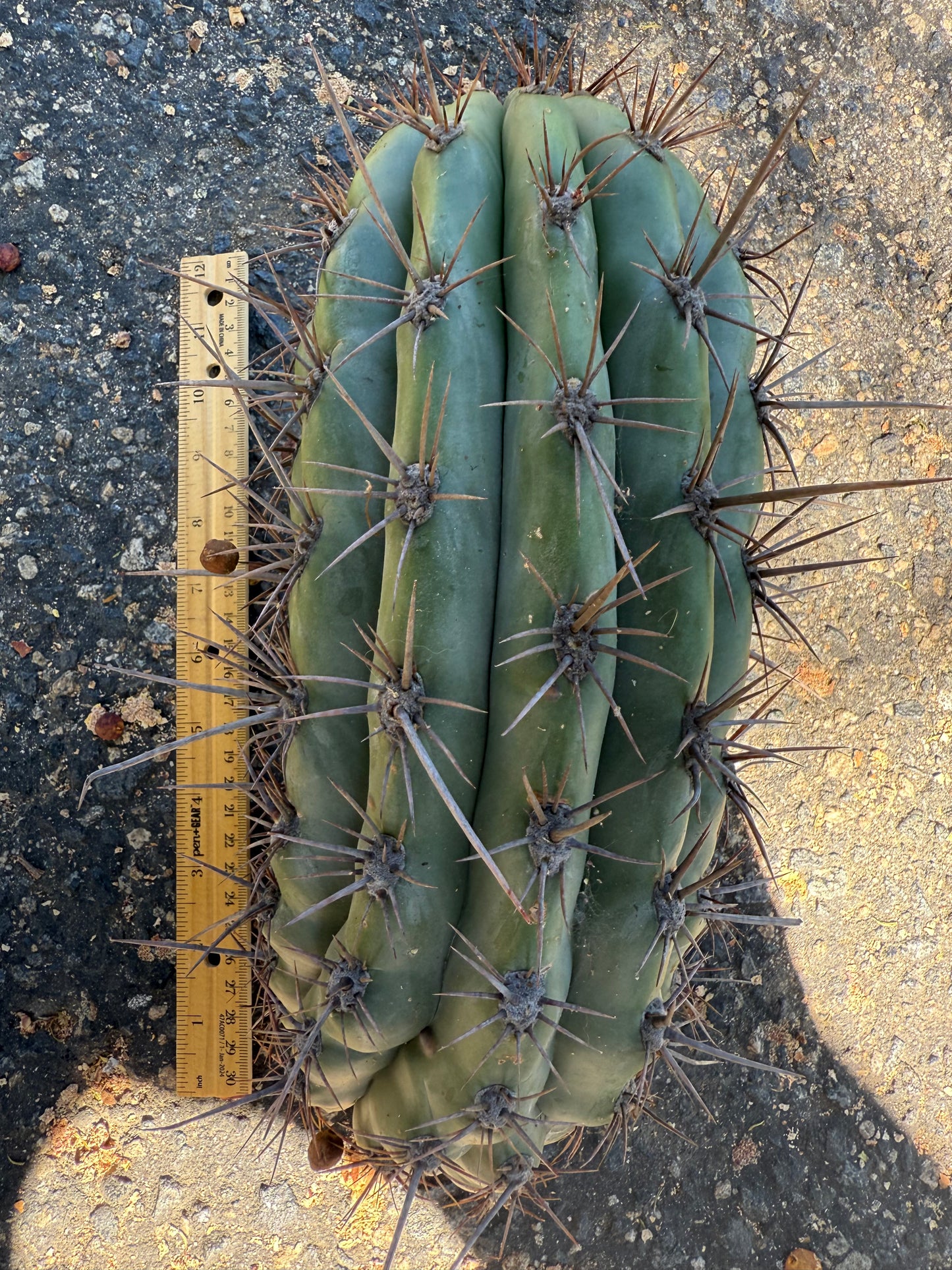 Tacaquirensis!!!!
