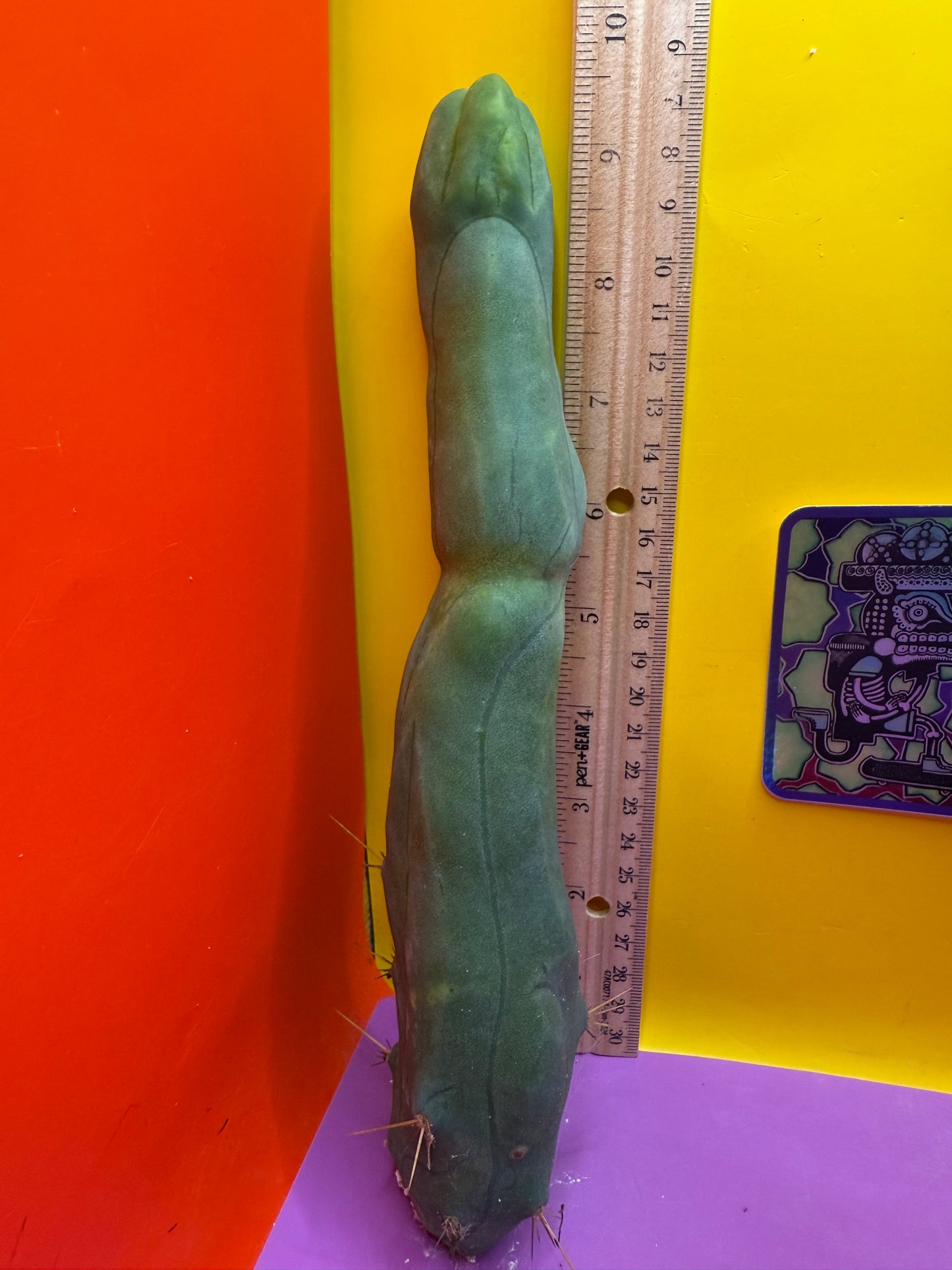 Long form TBM cactus cutting type A
