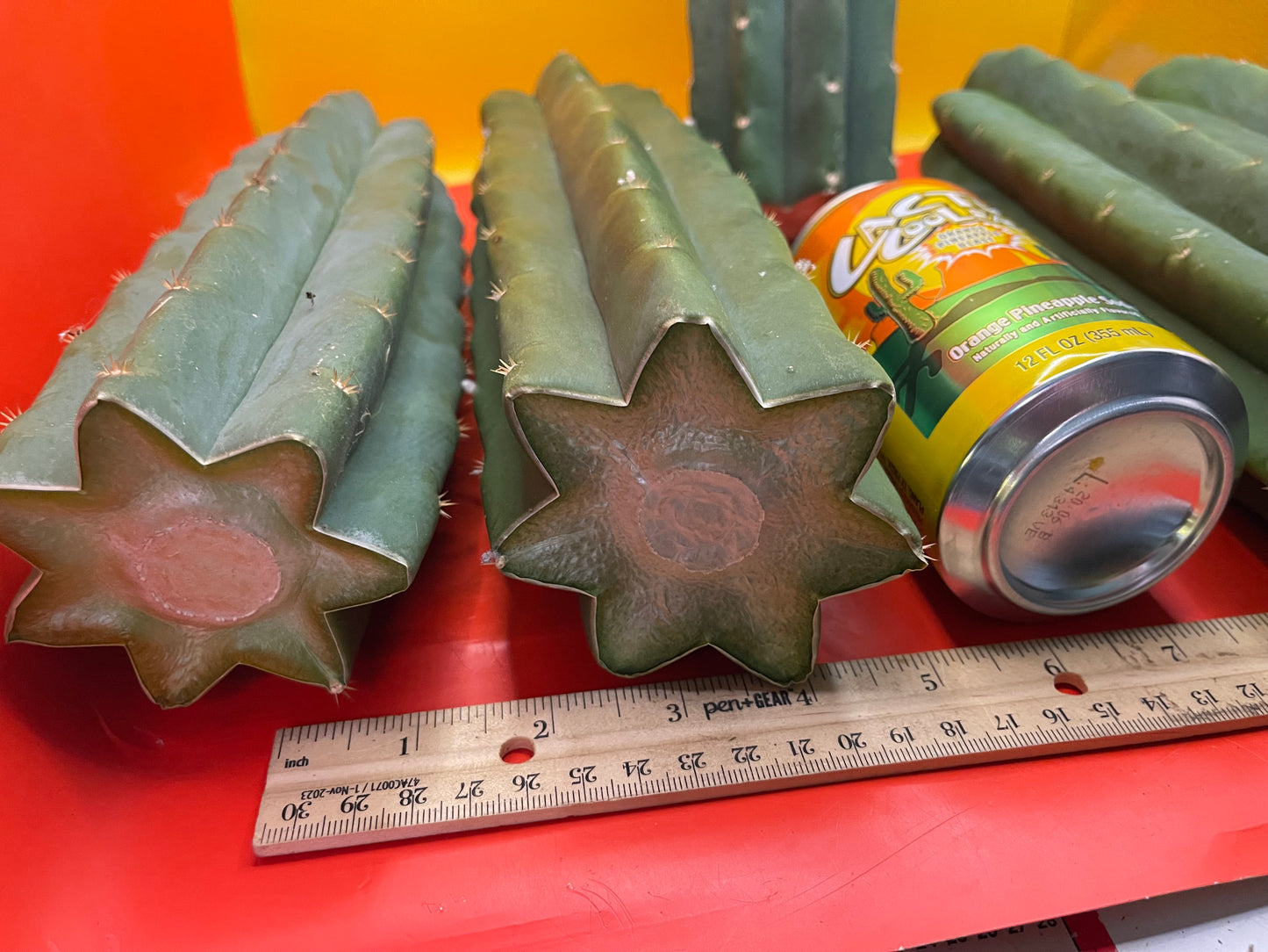 SAN PEDRO CACTUS CUTTING !
