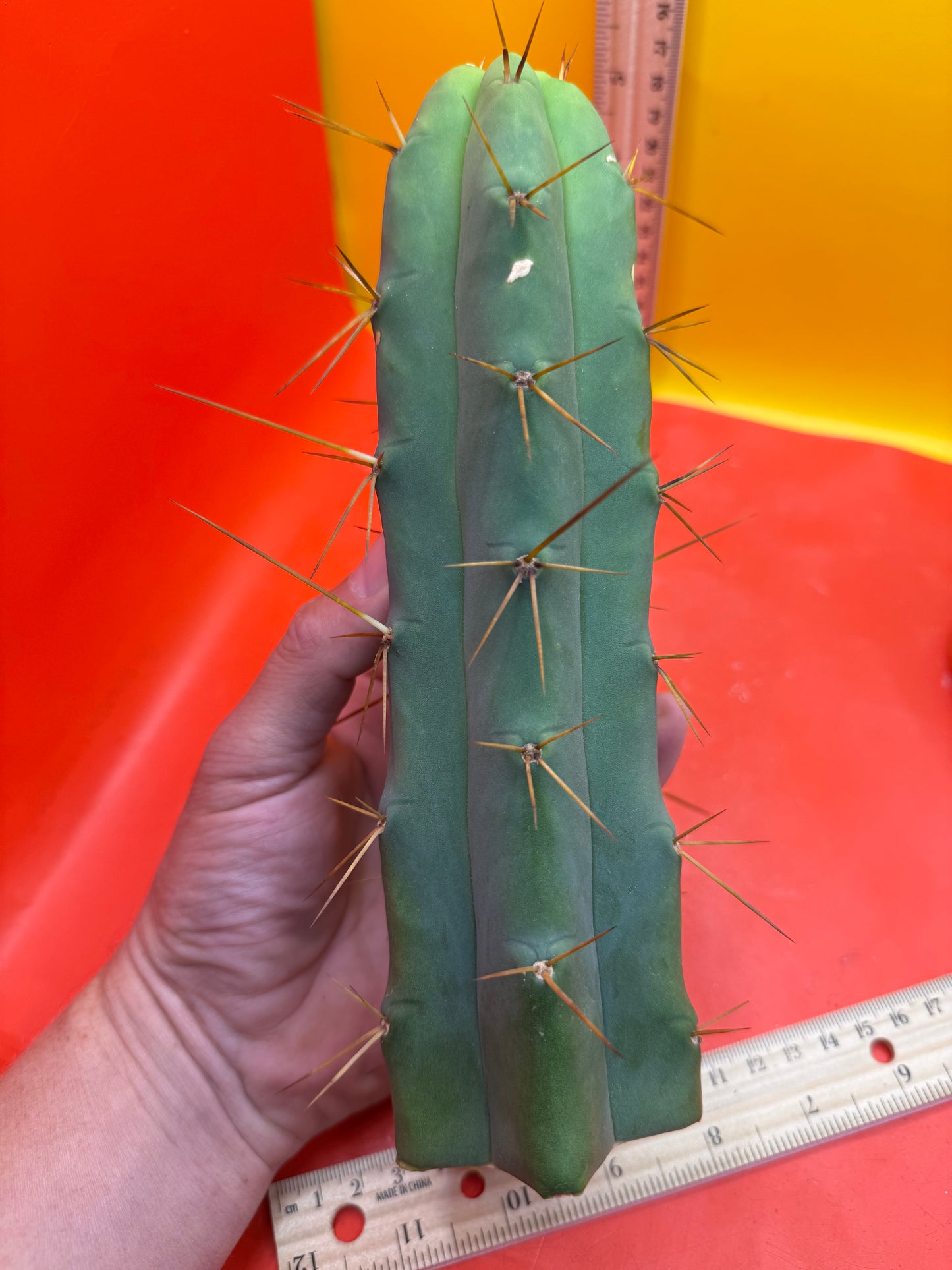 Trichocereus Bridgesii