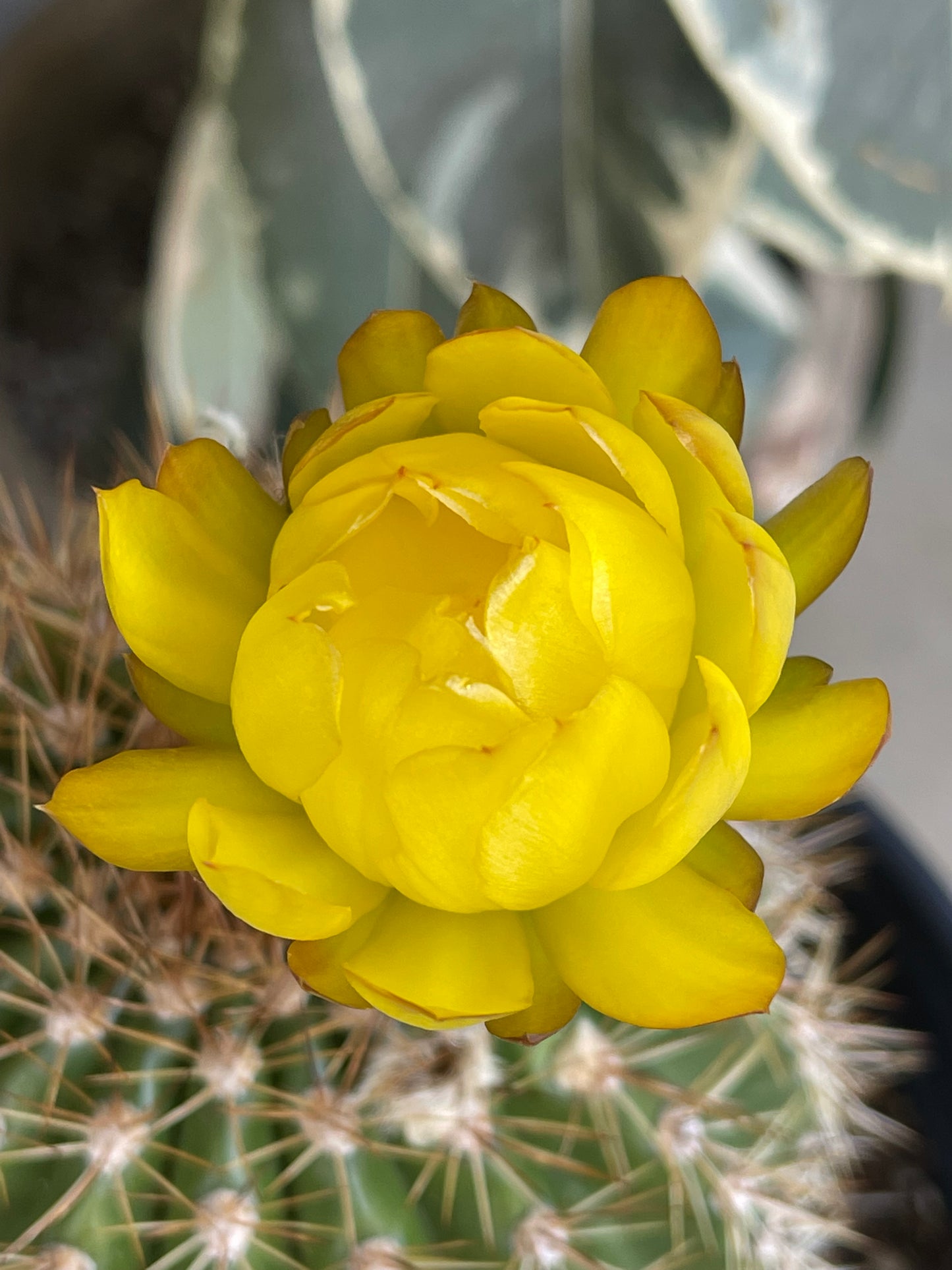 Yellow flowering trichocereus seeds - 25 seeds