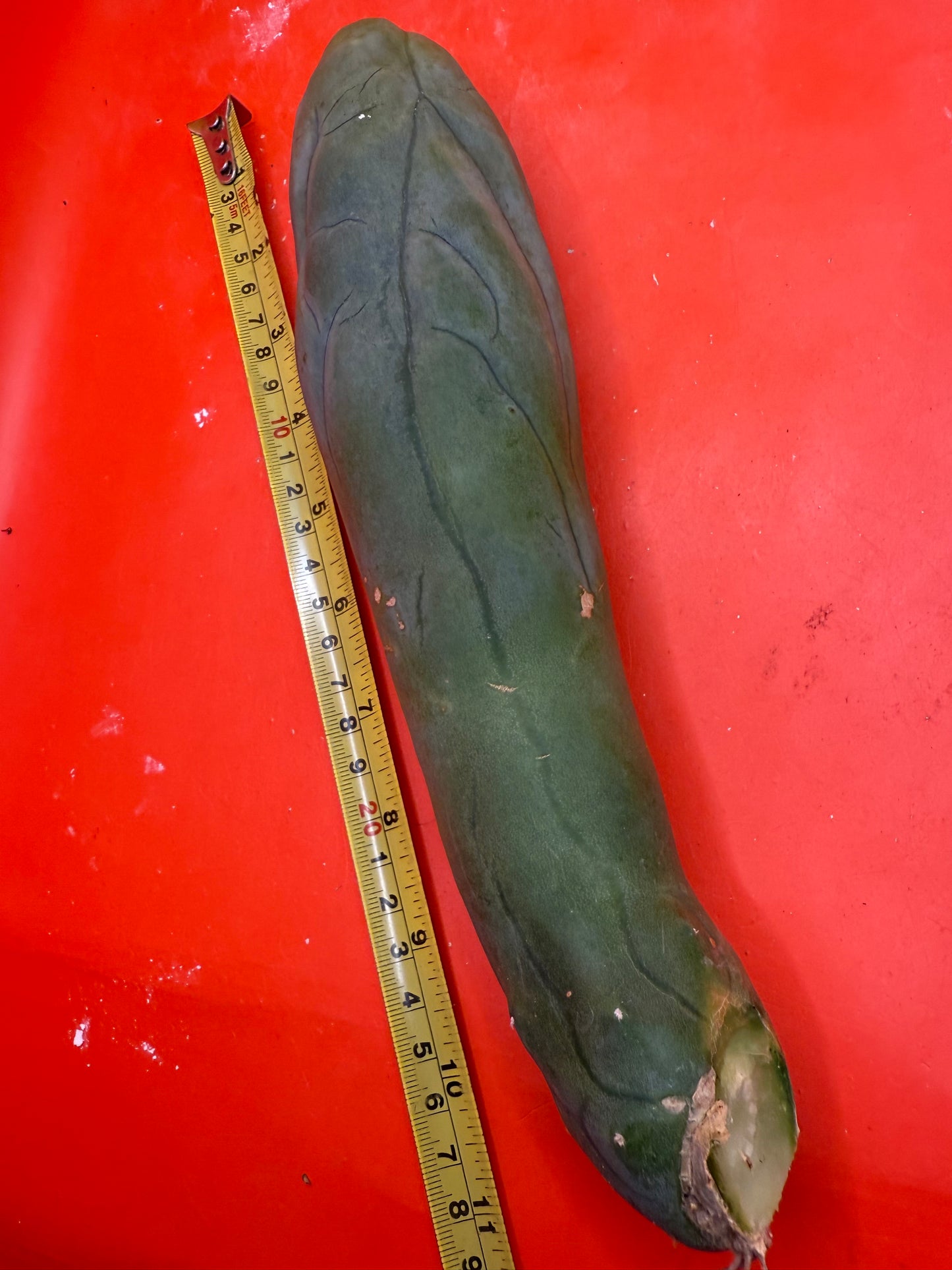 LONG FORM TBM-A cactus