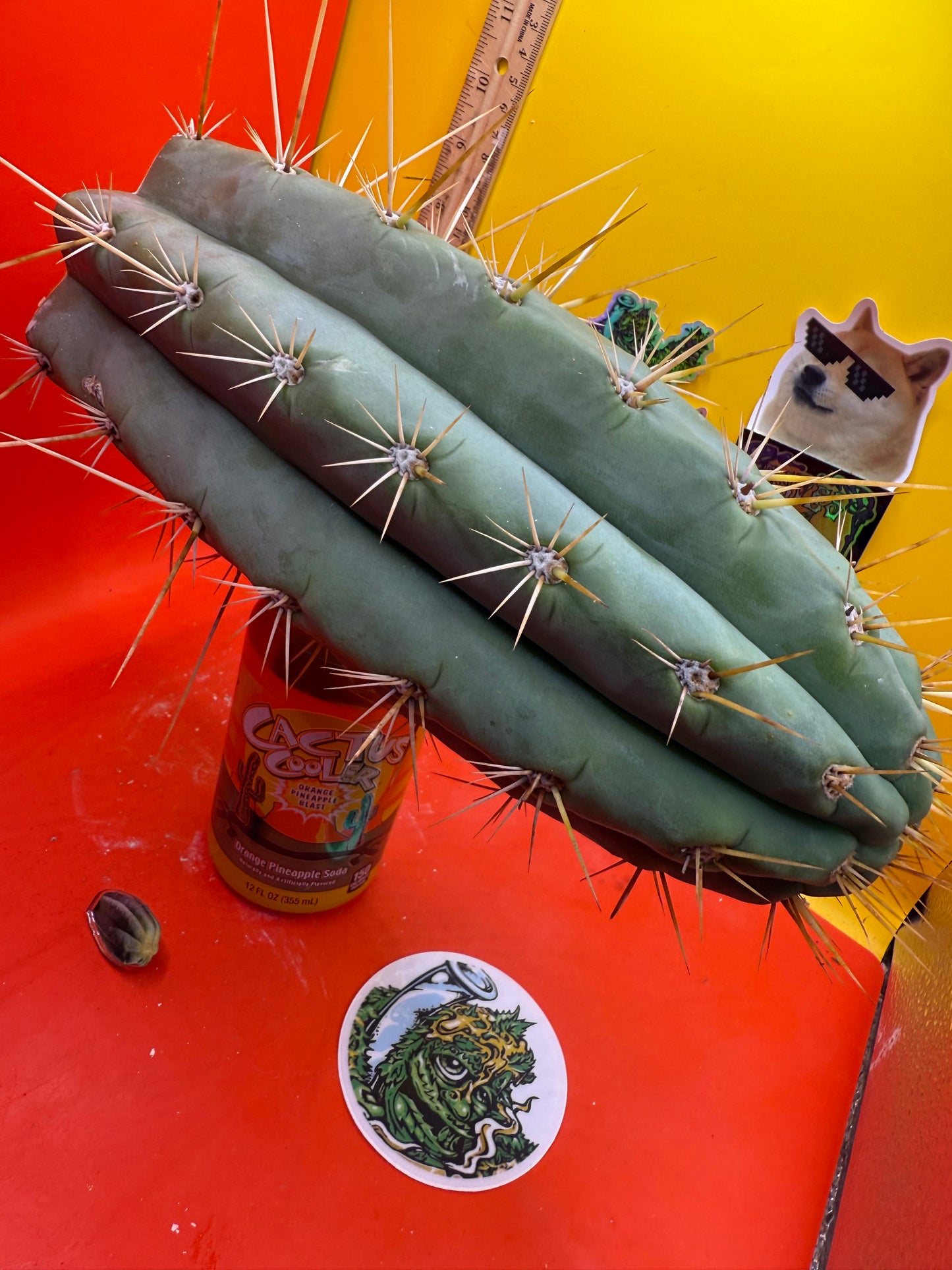 TRICHOCEREUS MACROGONUS !