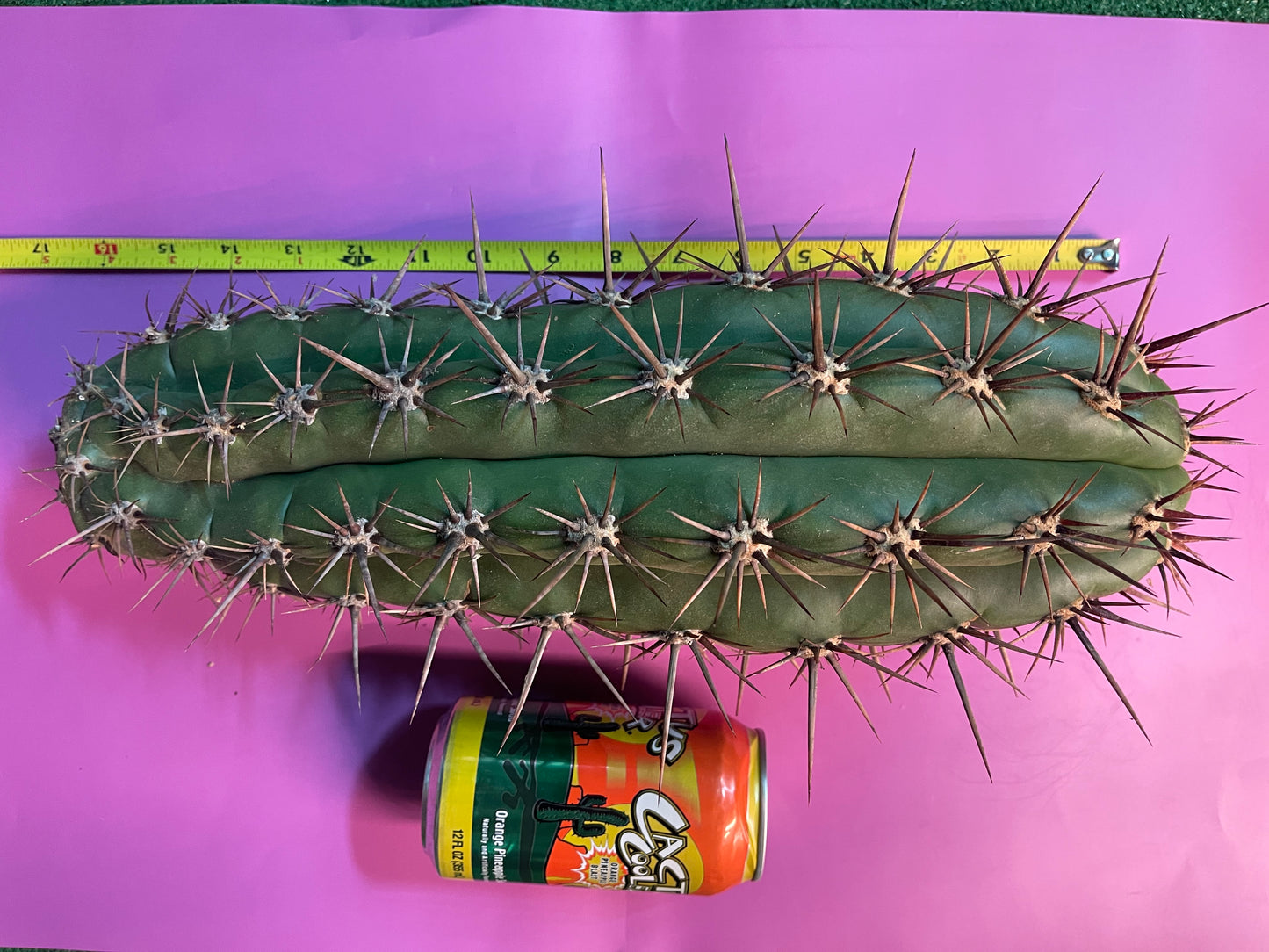 TRICHOCEREUS TACAQUIRENSIS