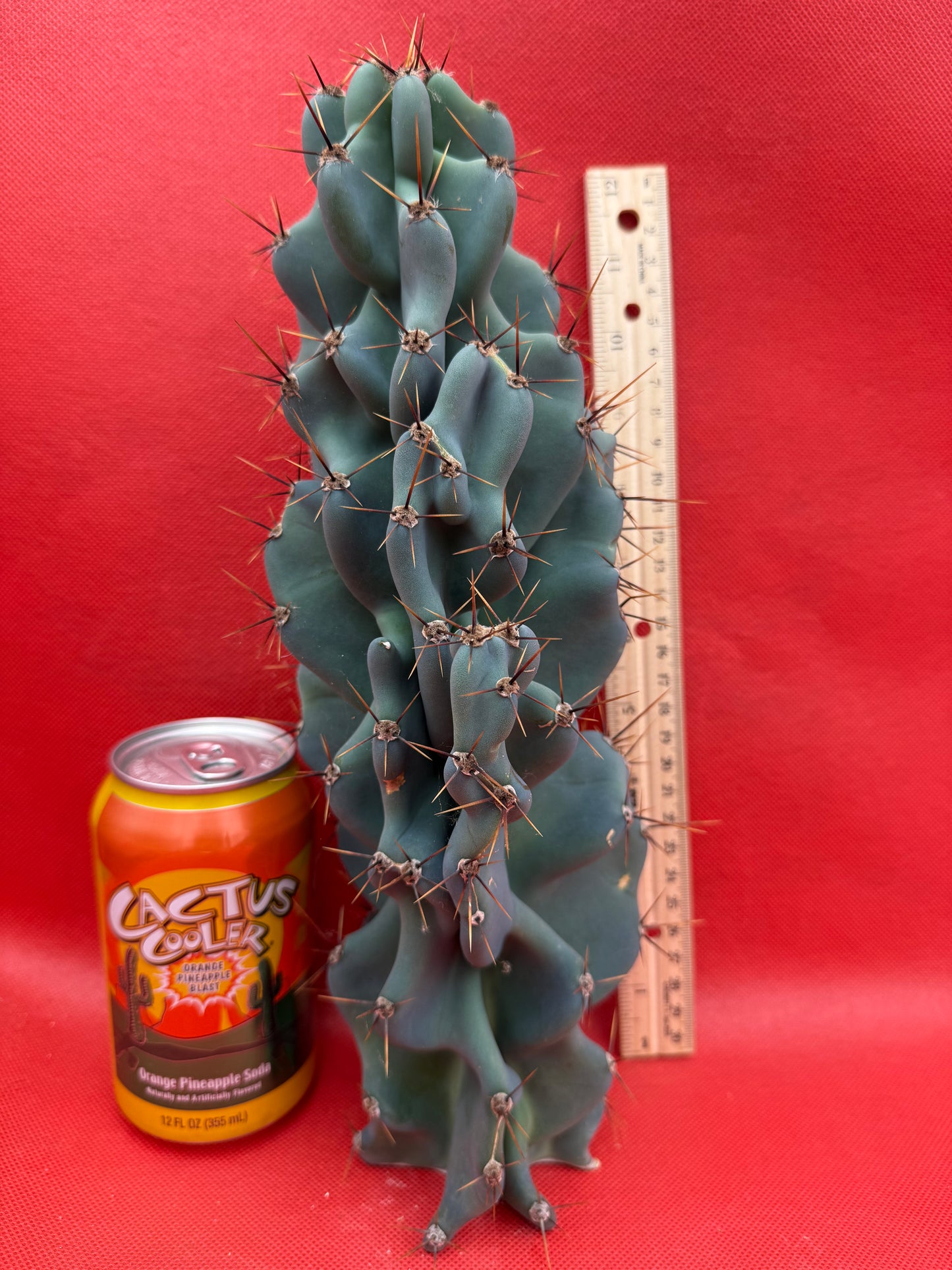 Cereus Monstrose - Gets cactus apples !