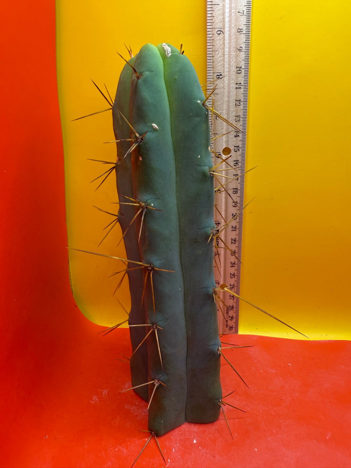 Trichocereus Bridgesii