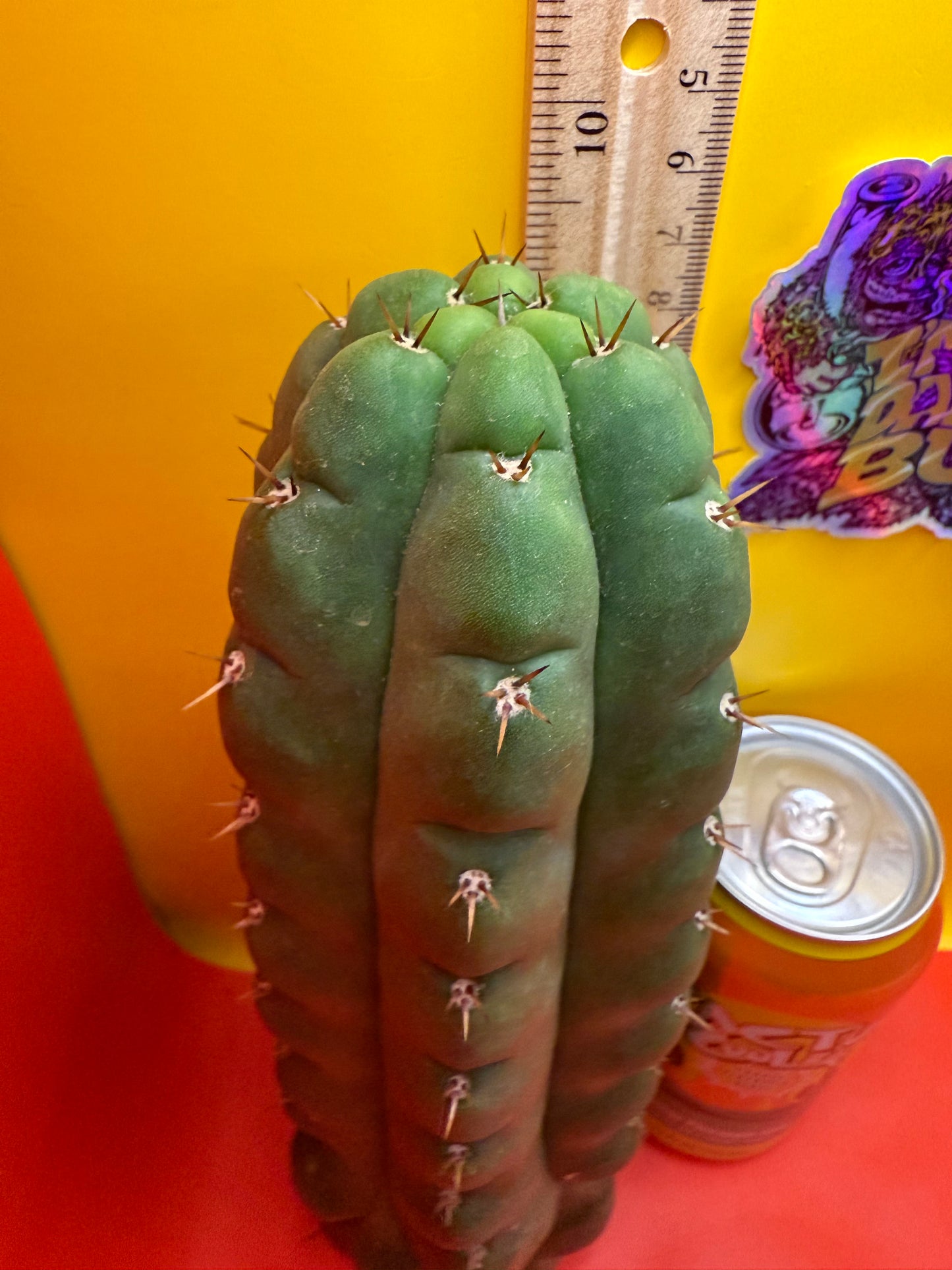 TPM ! Exact cactus