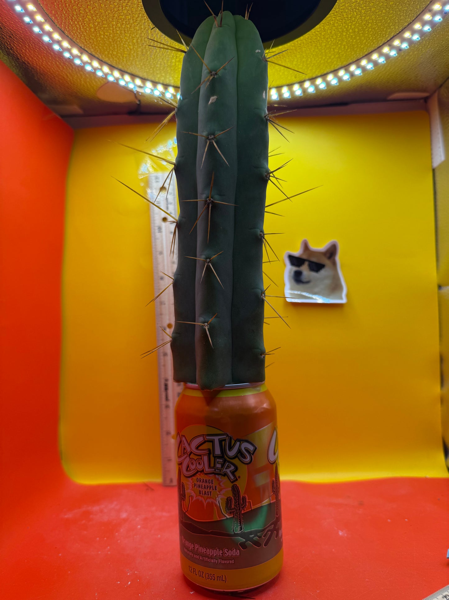 Trichocereus Bridgesii