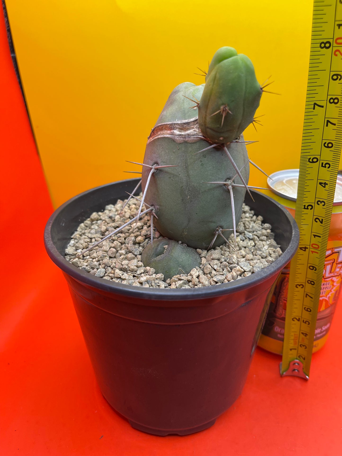 CACTUS !