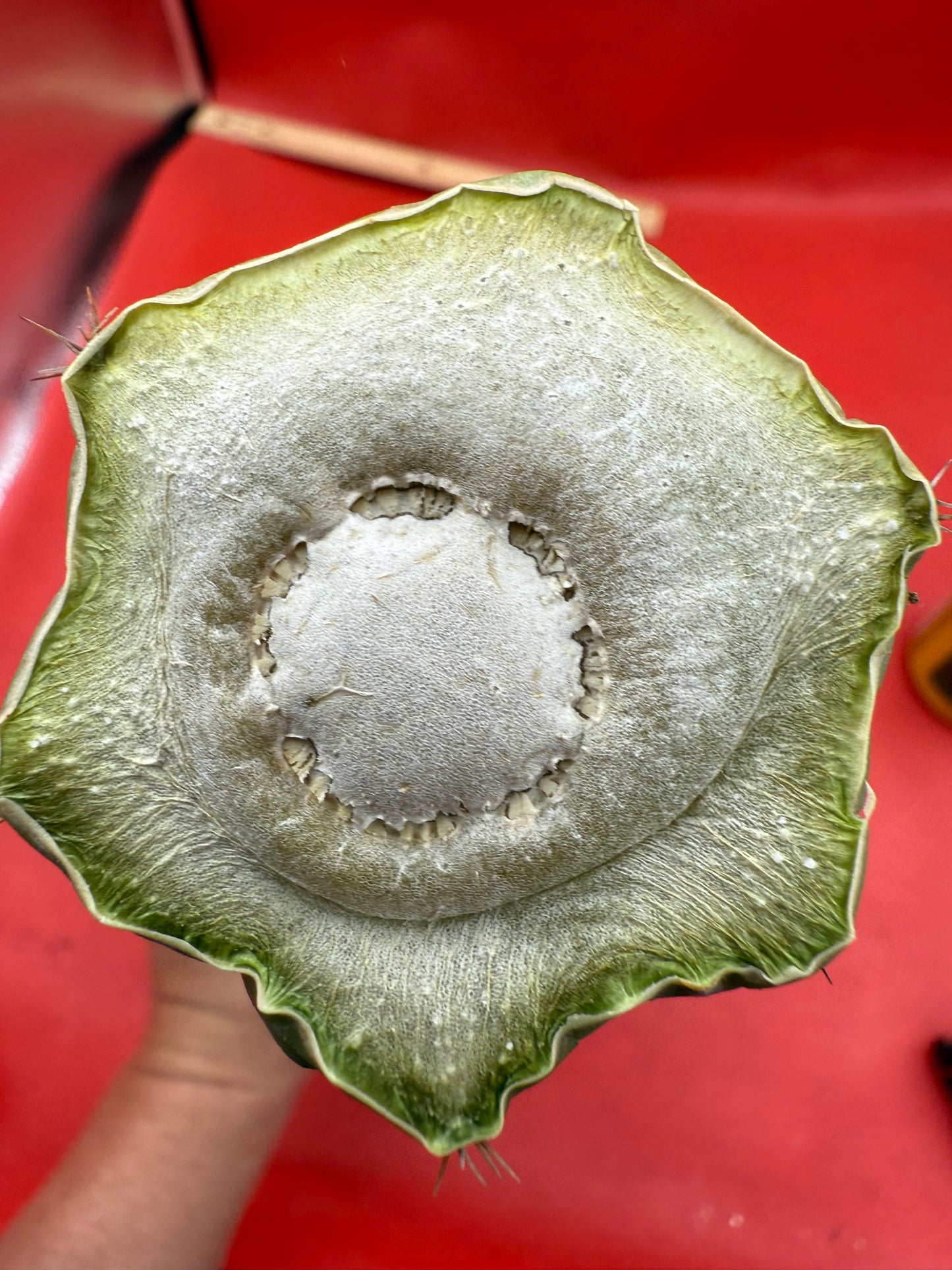 Dicot TPM !! Trichocereus Pachanoi monstrose