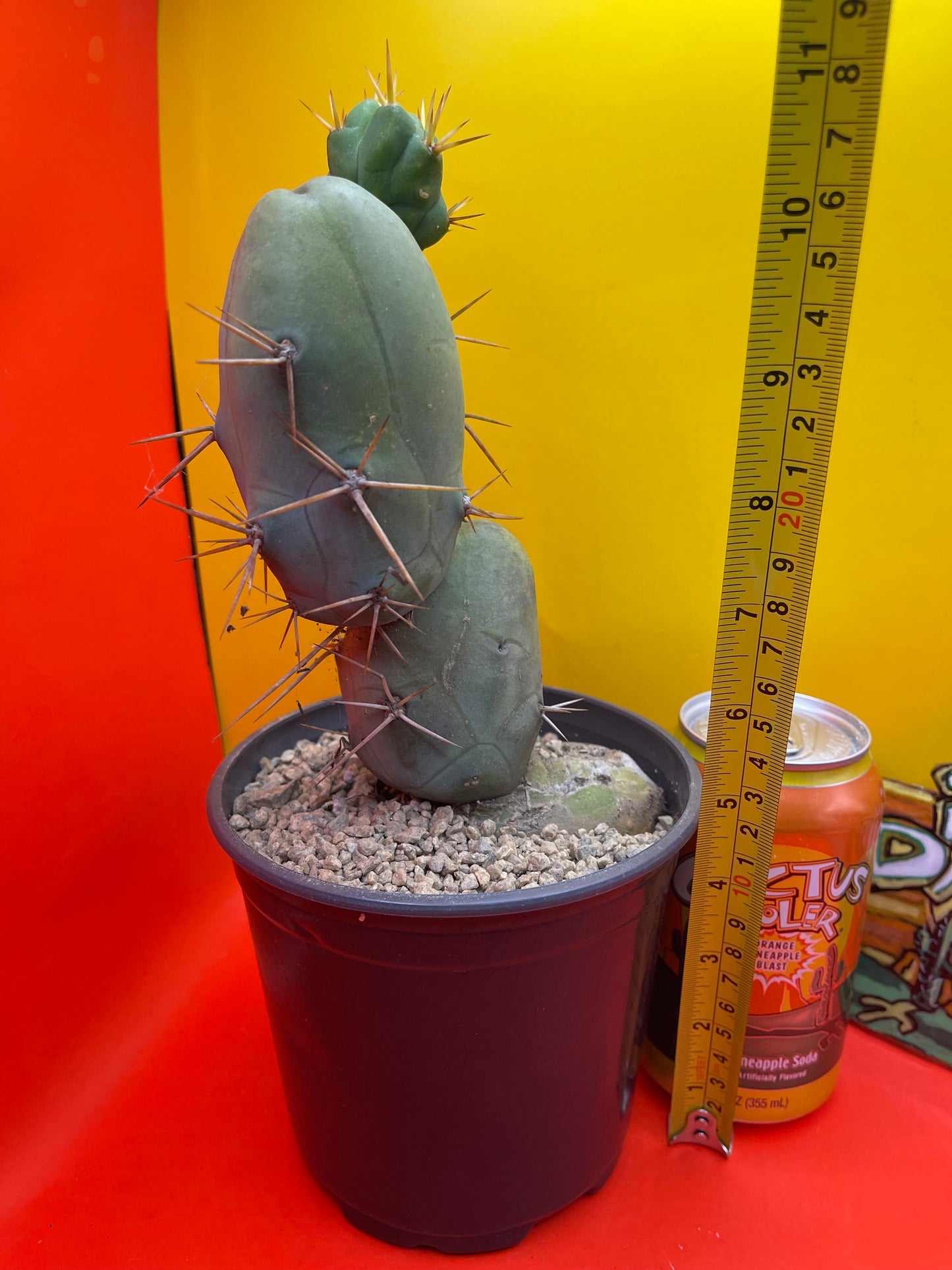 TBM !! 🌵😵💫type of SanPedro cactus