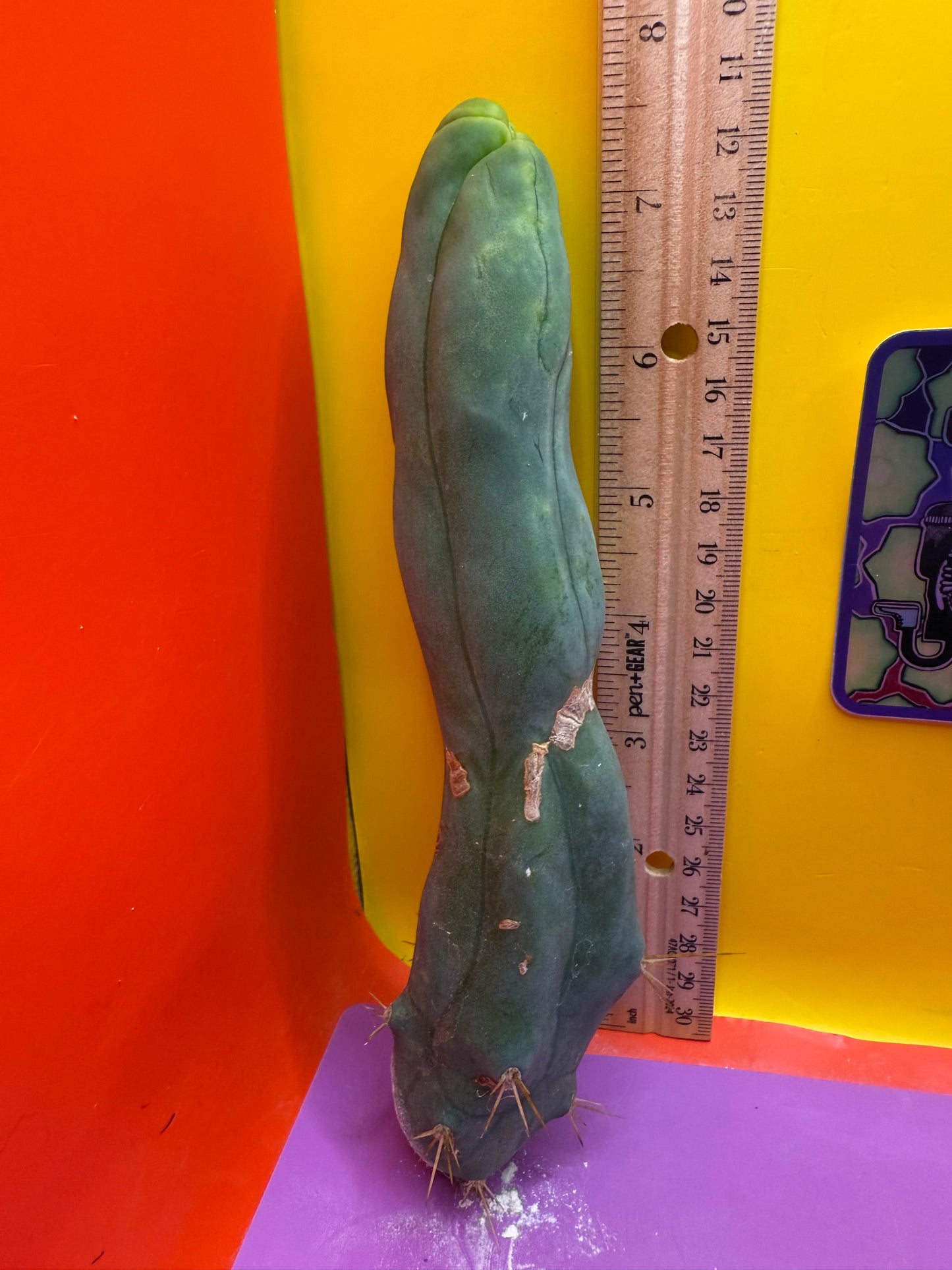 LONG FORM TBM-A cactus