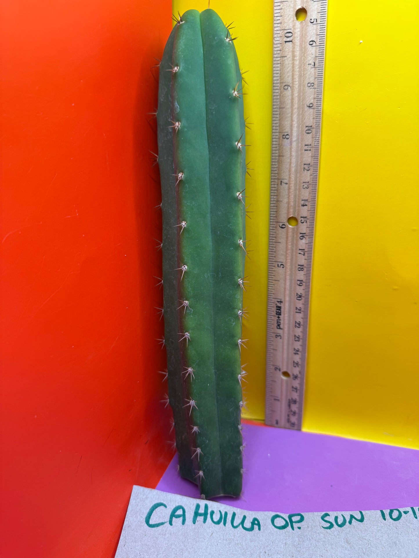 CAHUILLA OP this exact cactus  !