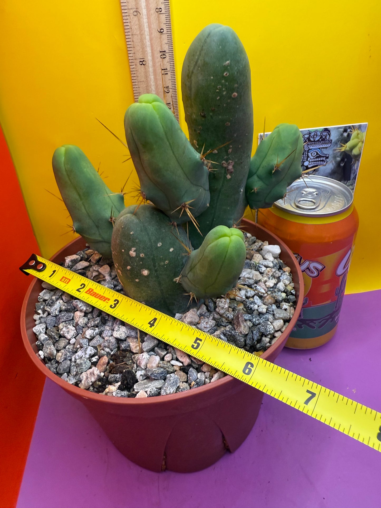 Trichocereus bridgesii monstros 6 segments , fully rooted and CLEAN !