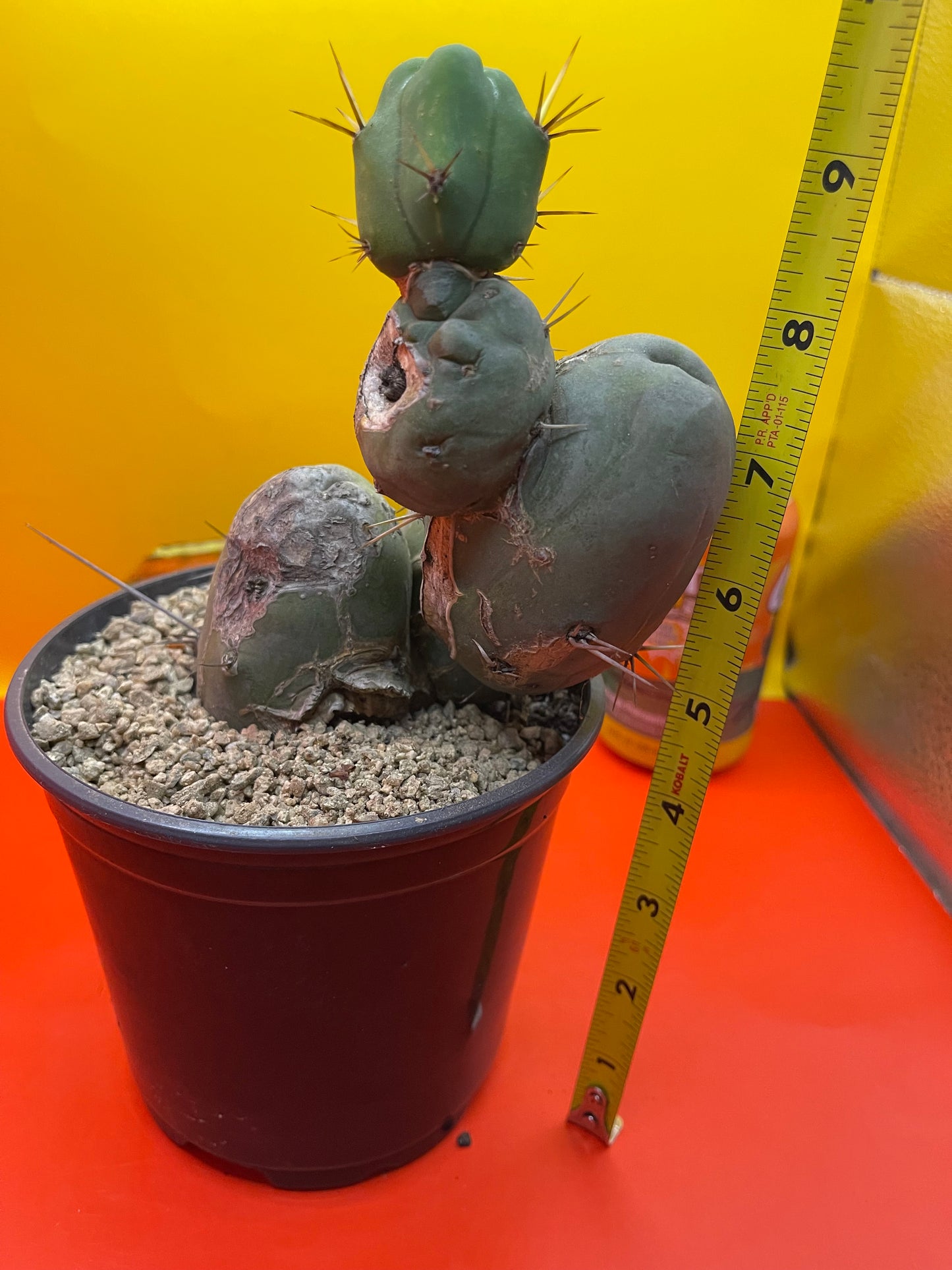 Tbm cactus !!!