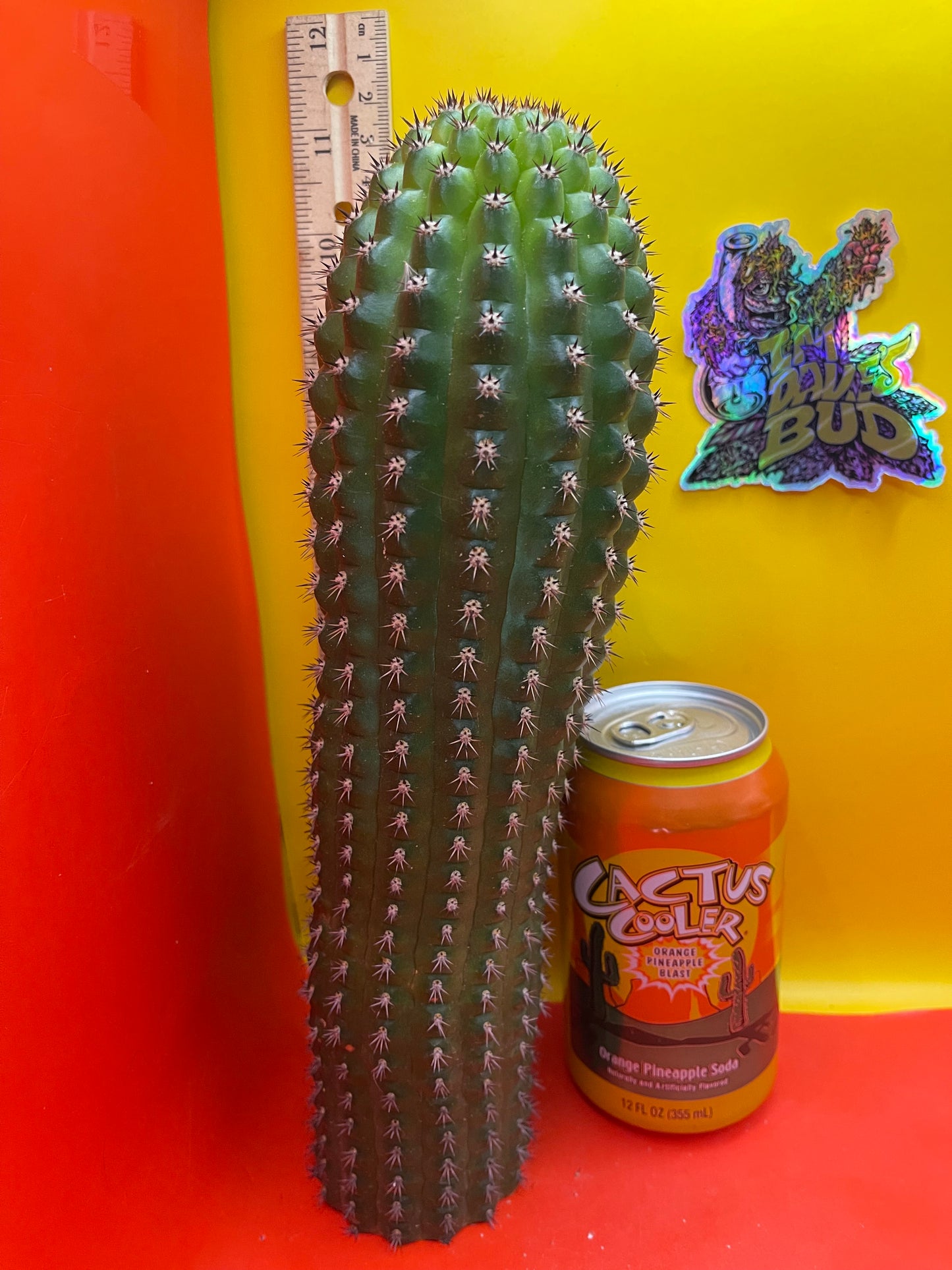 Trichocereus Brevispinulosus