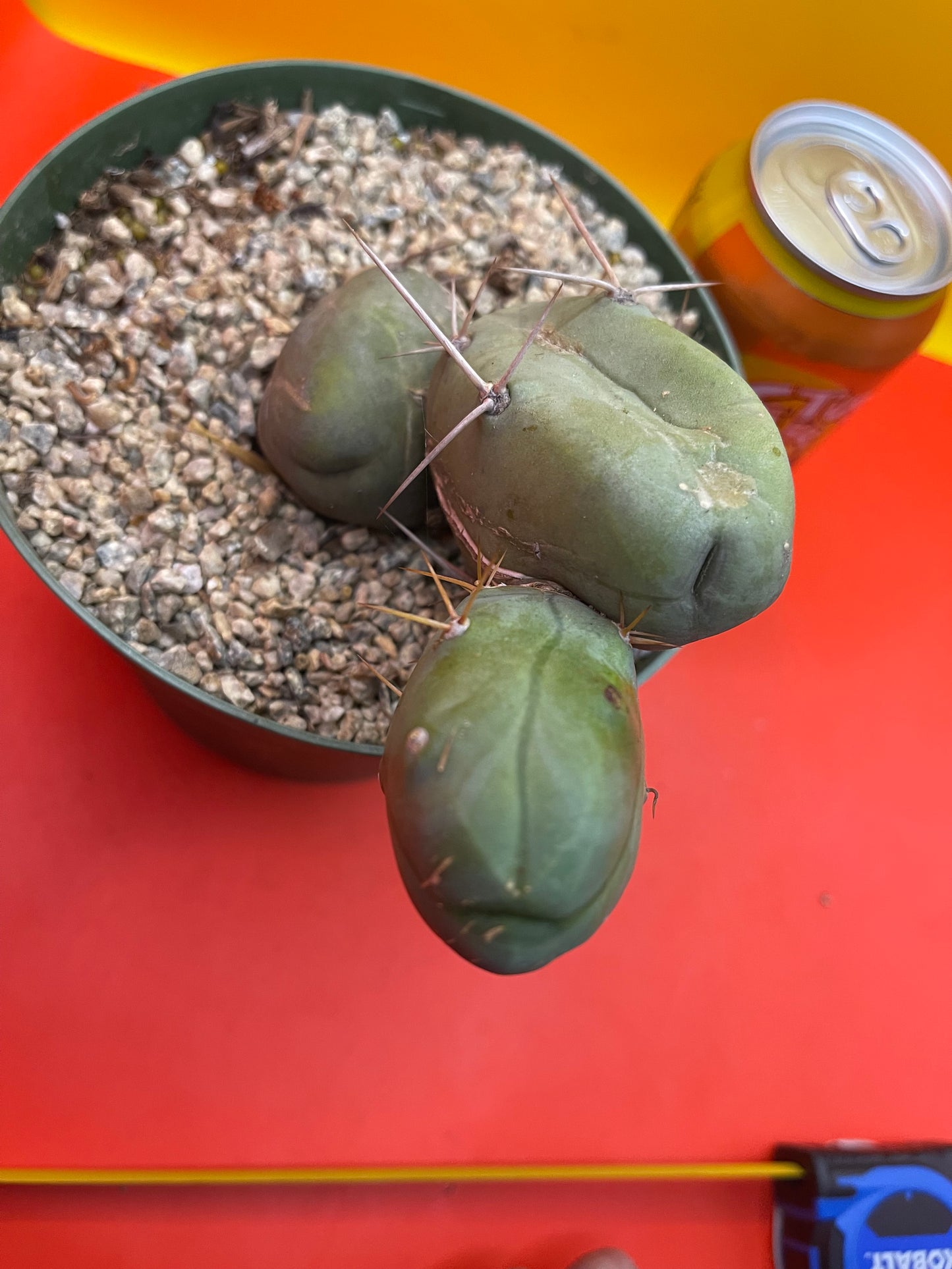 “TBM cactus ”