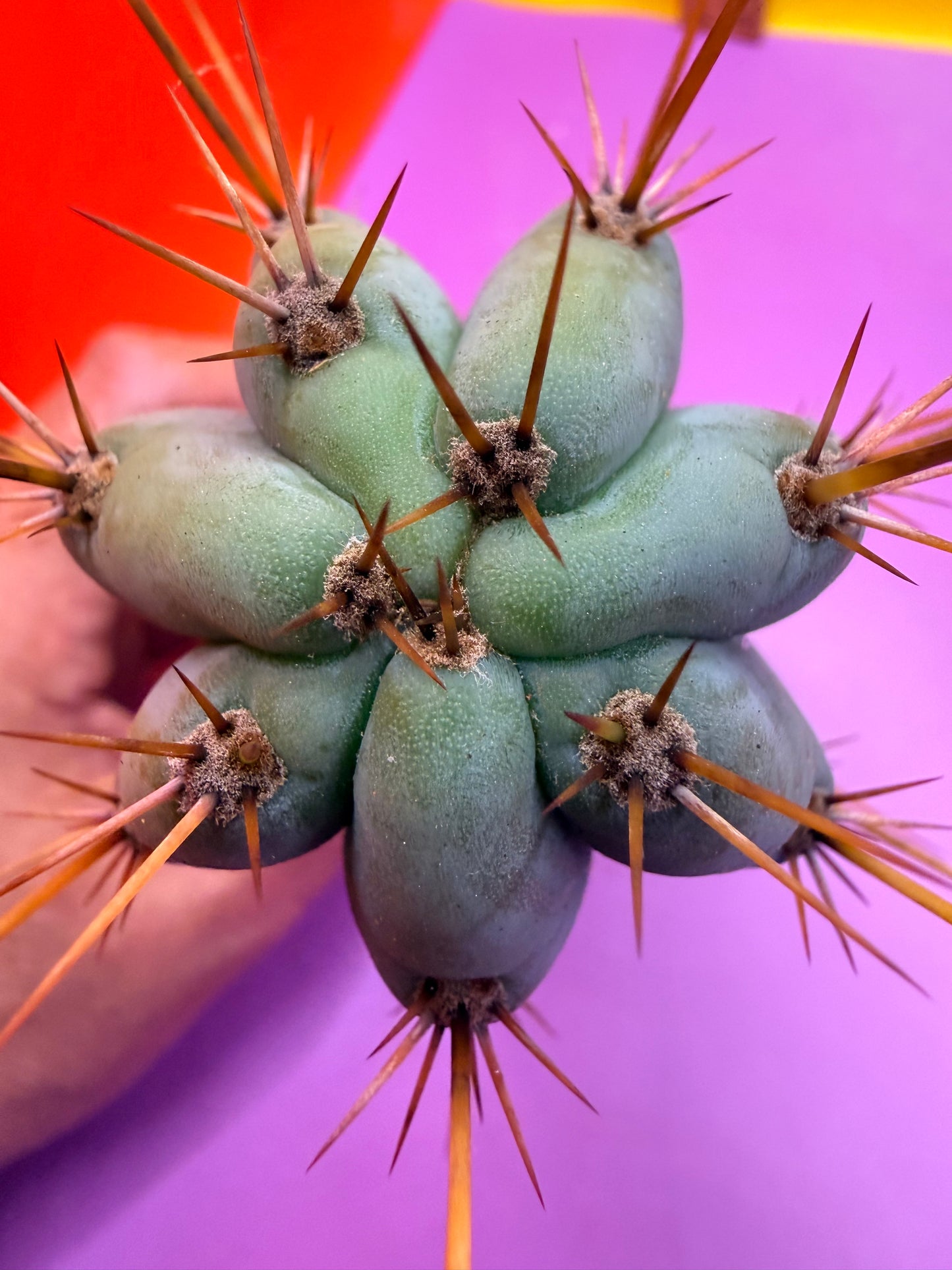 Powdery Blue Trichocereus Peruvianus !!