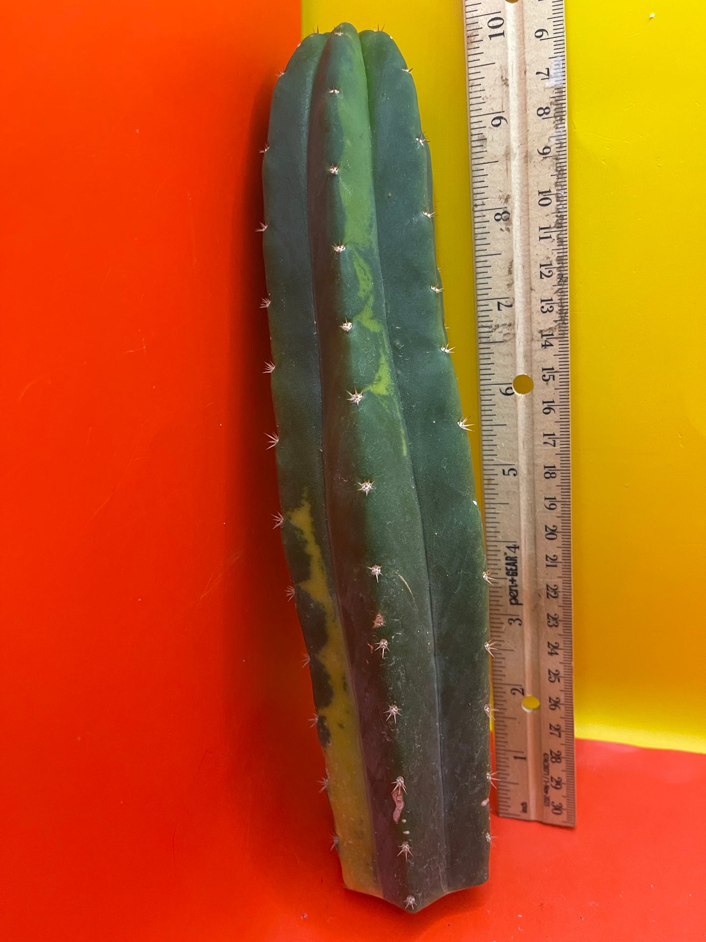 Variegated San Pedro Cactus !