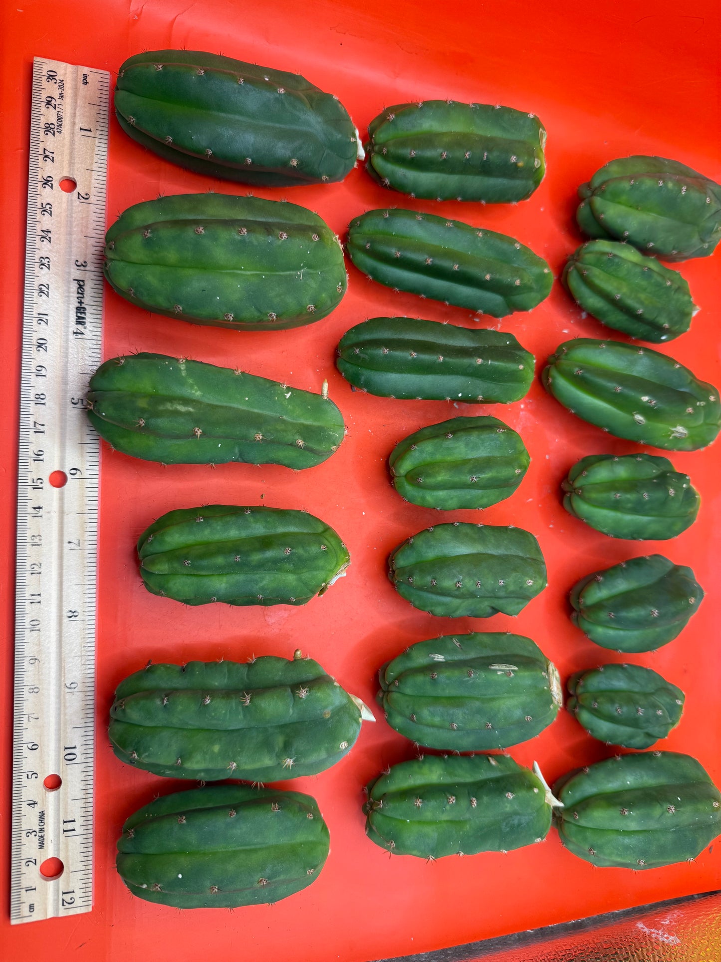 Small cactus !!