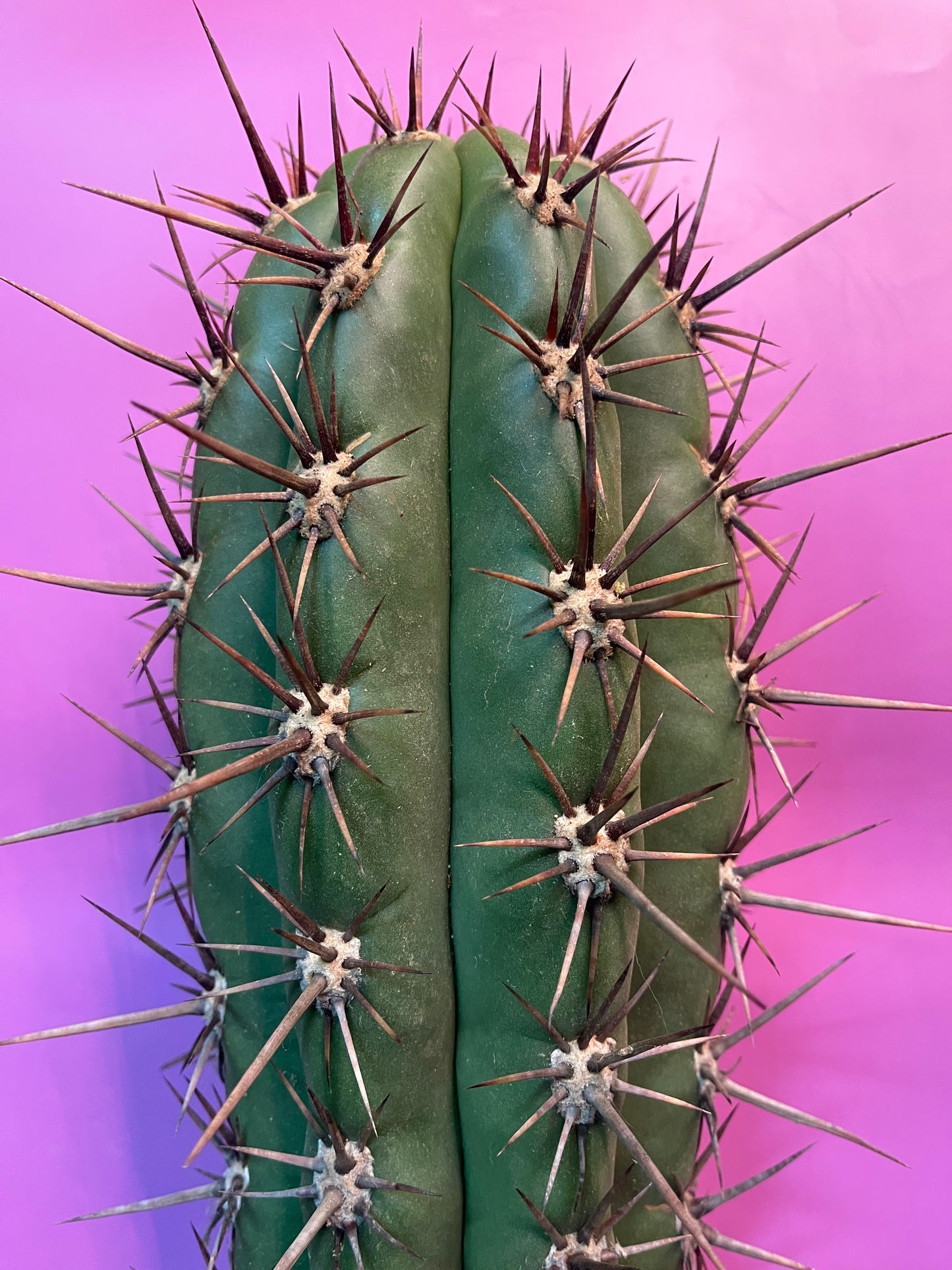 TRICHOCEREUS TACAQUIRENSIS