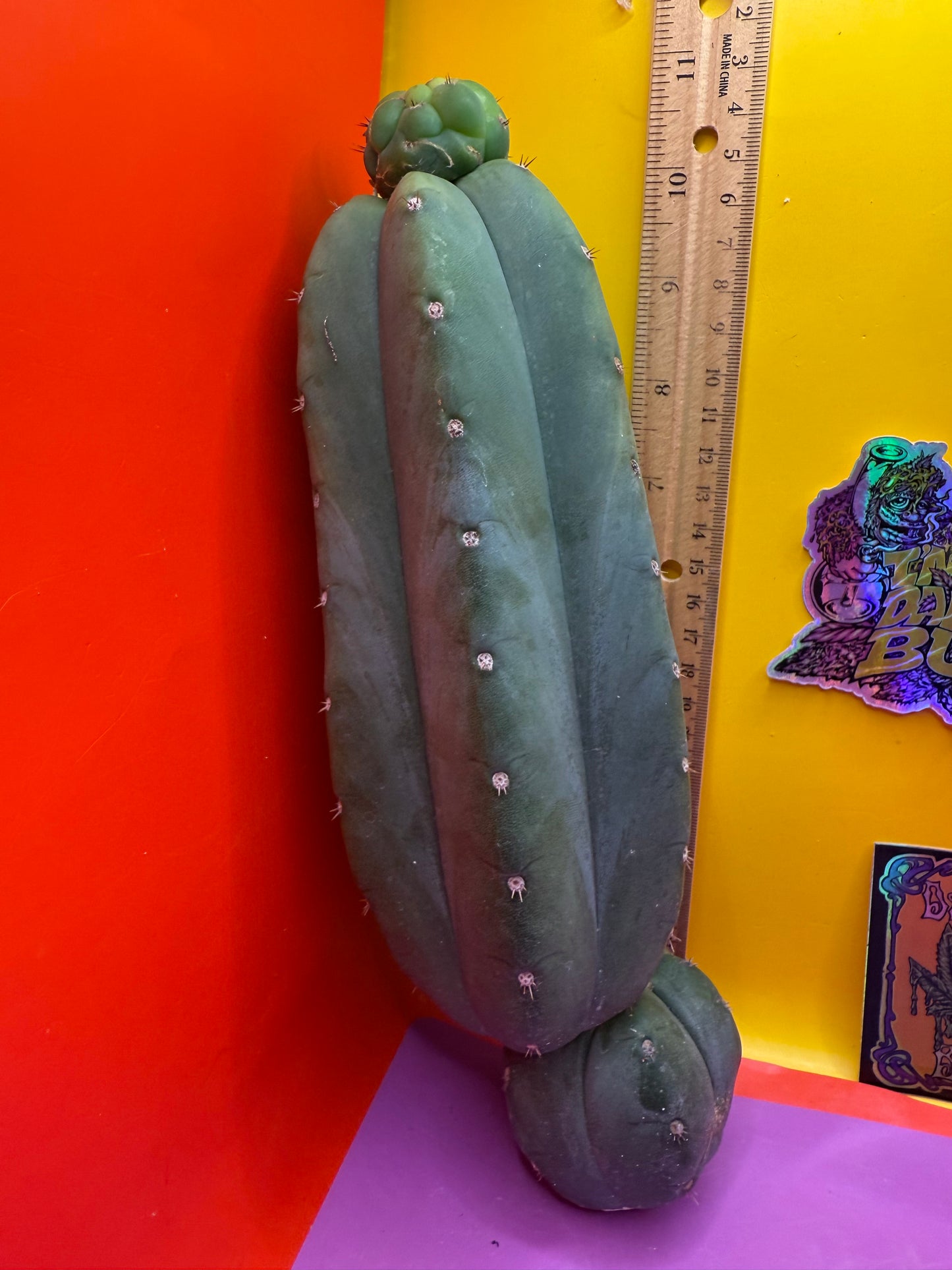 Cahuilla !