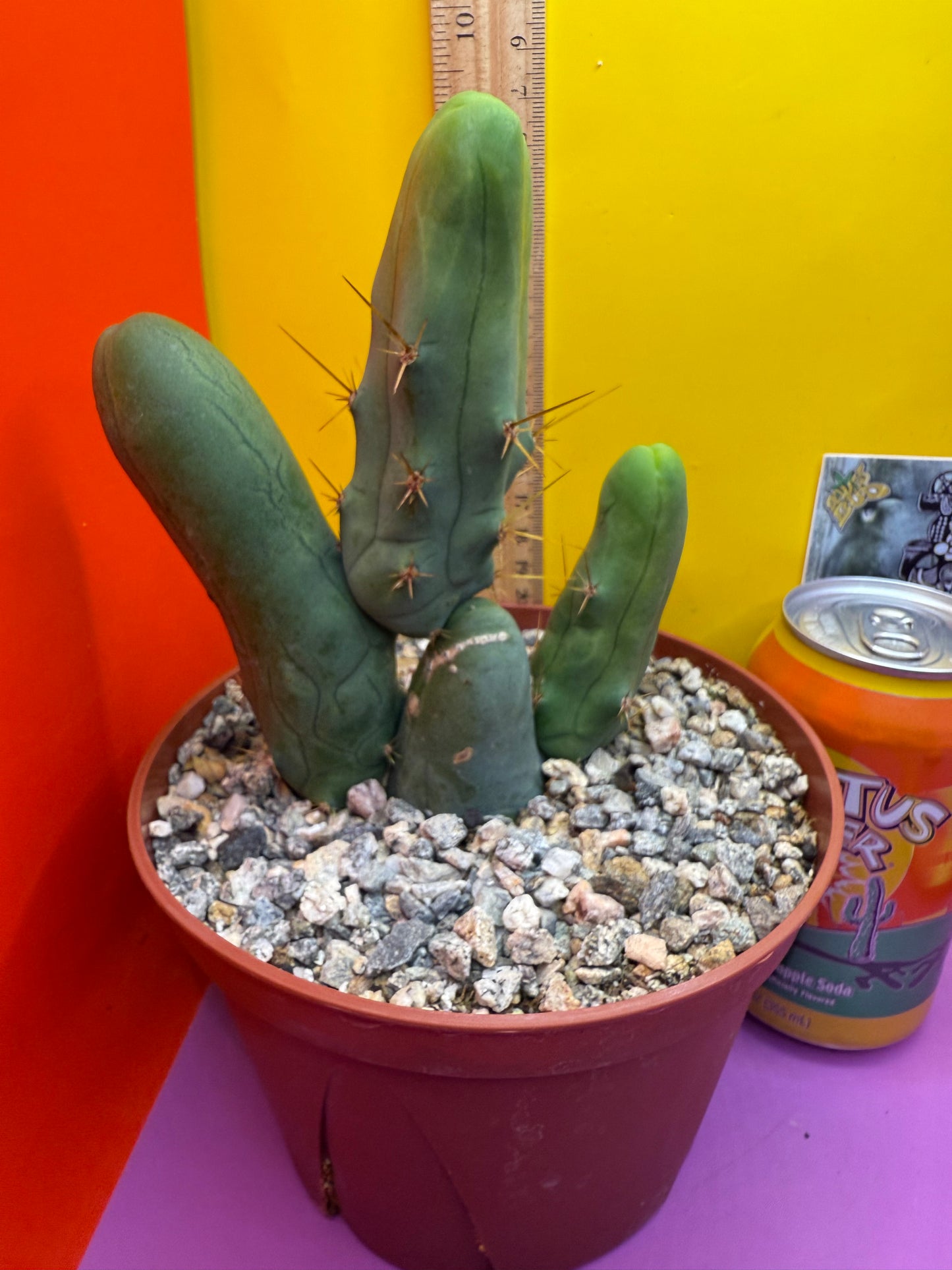 San Pedro Cactus TBM - comes in 6” wide pot !