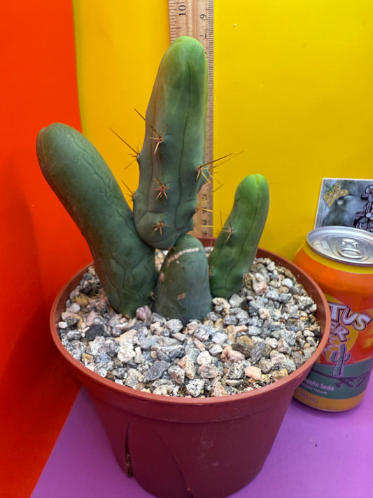 San Pedro Cactus TBM - comes in 6” wide pot !