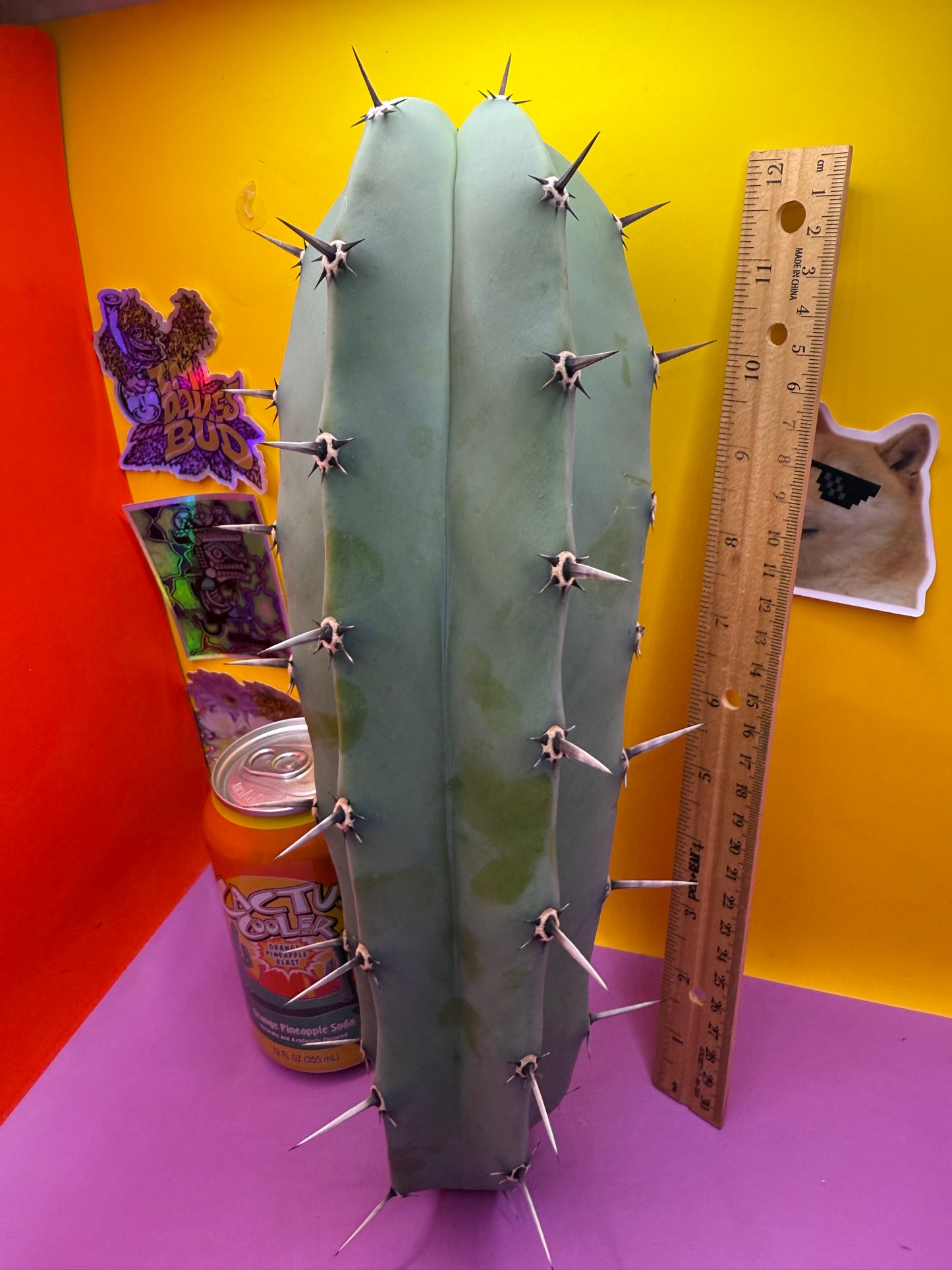 Myrtillocactus geometrizans