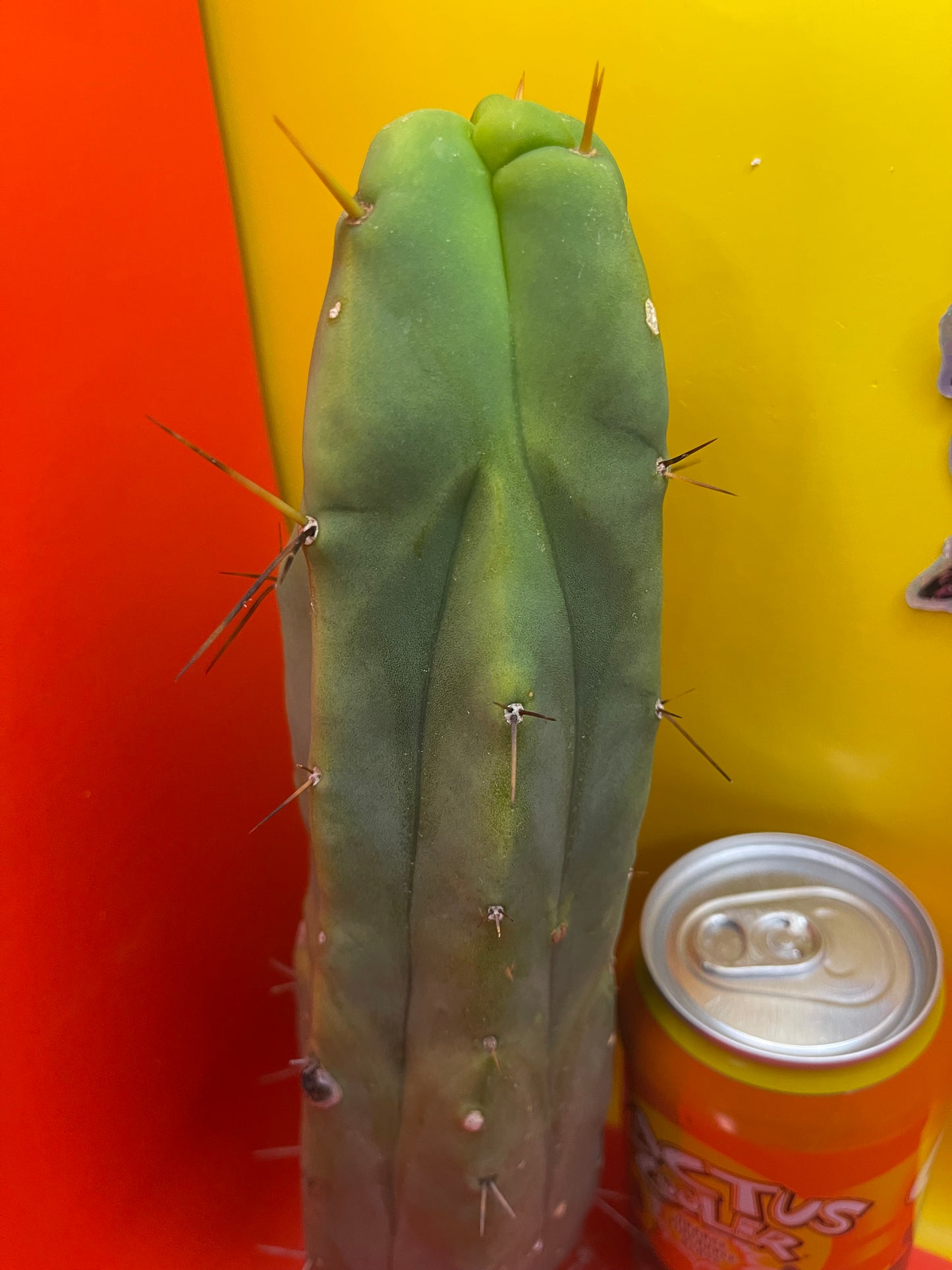 Trichocereus Bridgesii