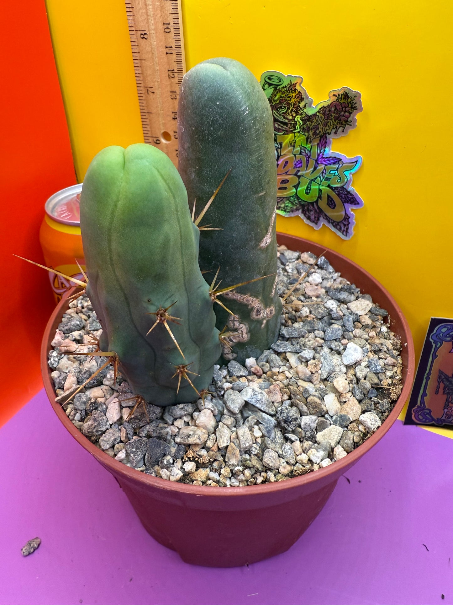 Strangely long TBM-B. cactus for sale - this exact potted cactus