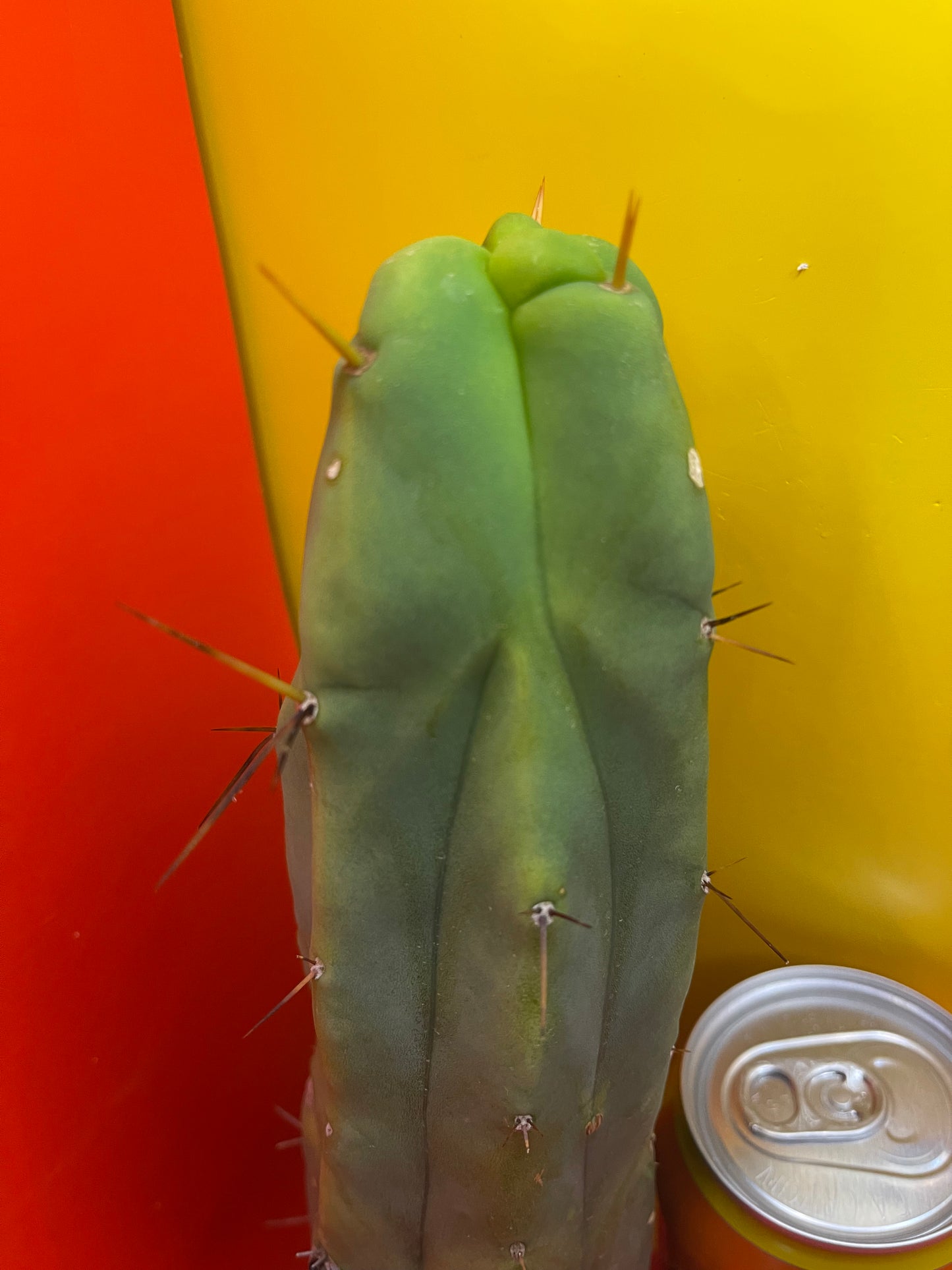 Trichocereus Bridgesii