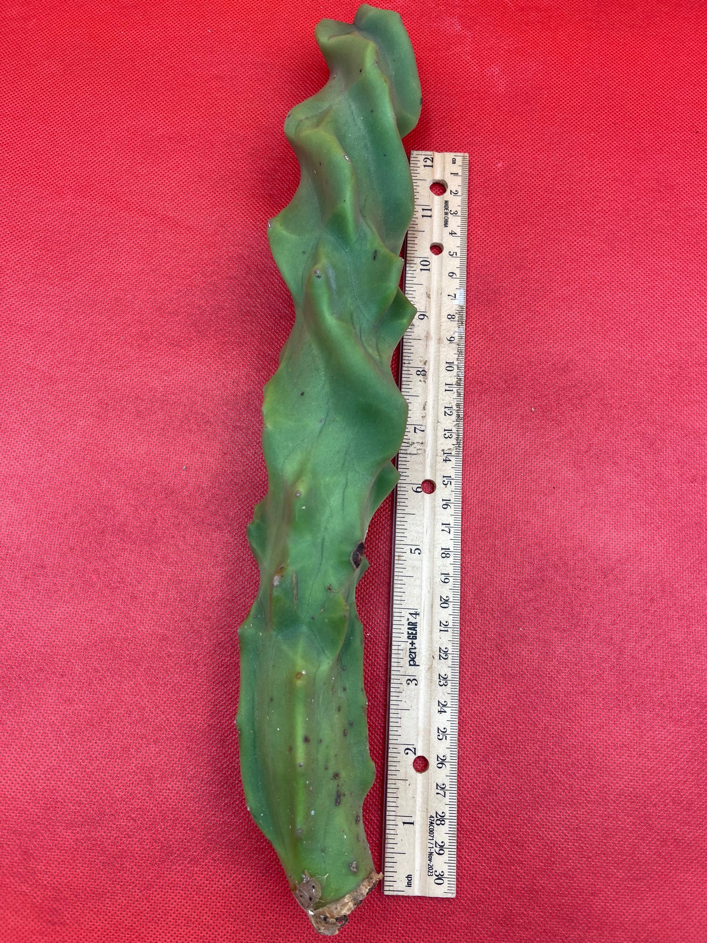 lophocereus schottii monstrose spiralis