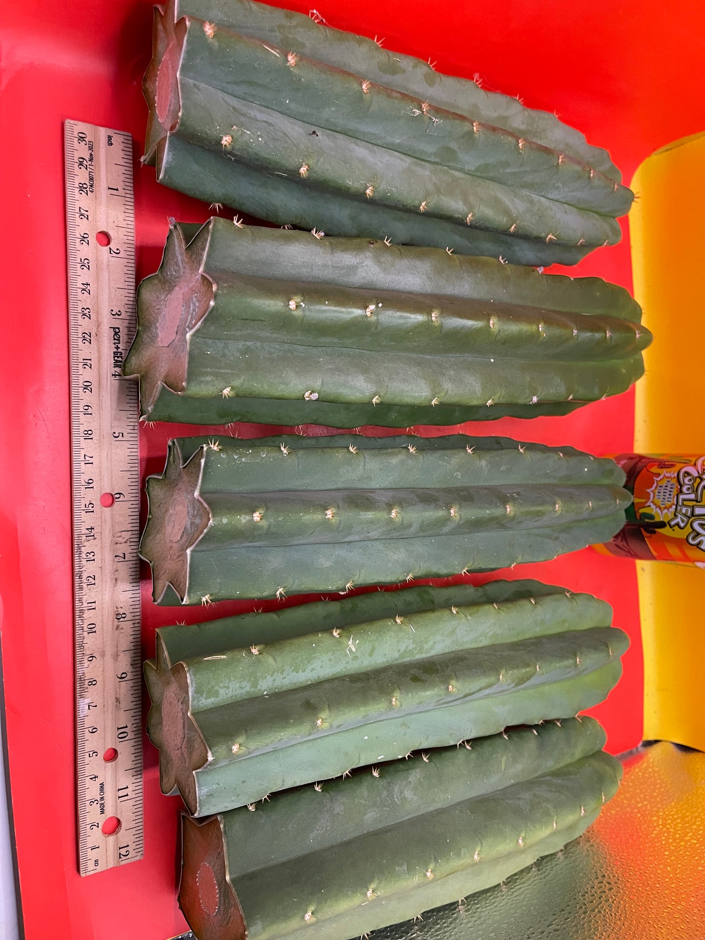 SAN PEDRO CACTUS CUTTING !