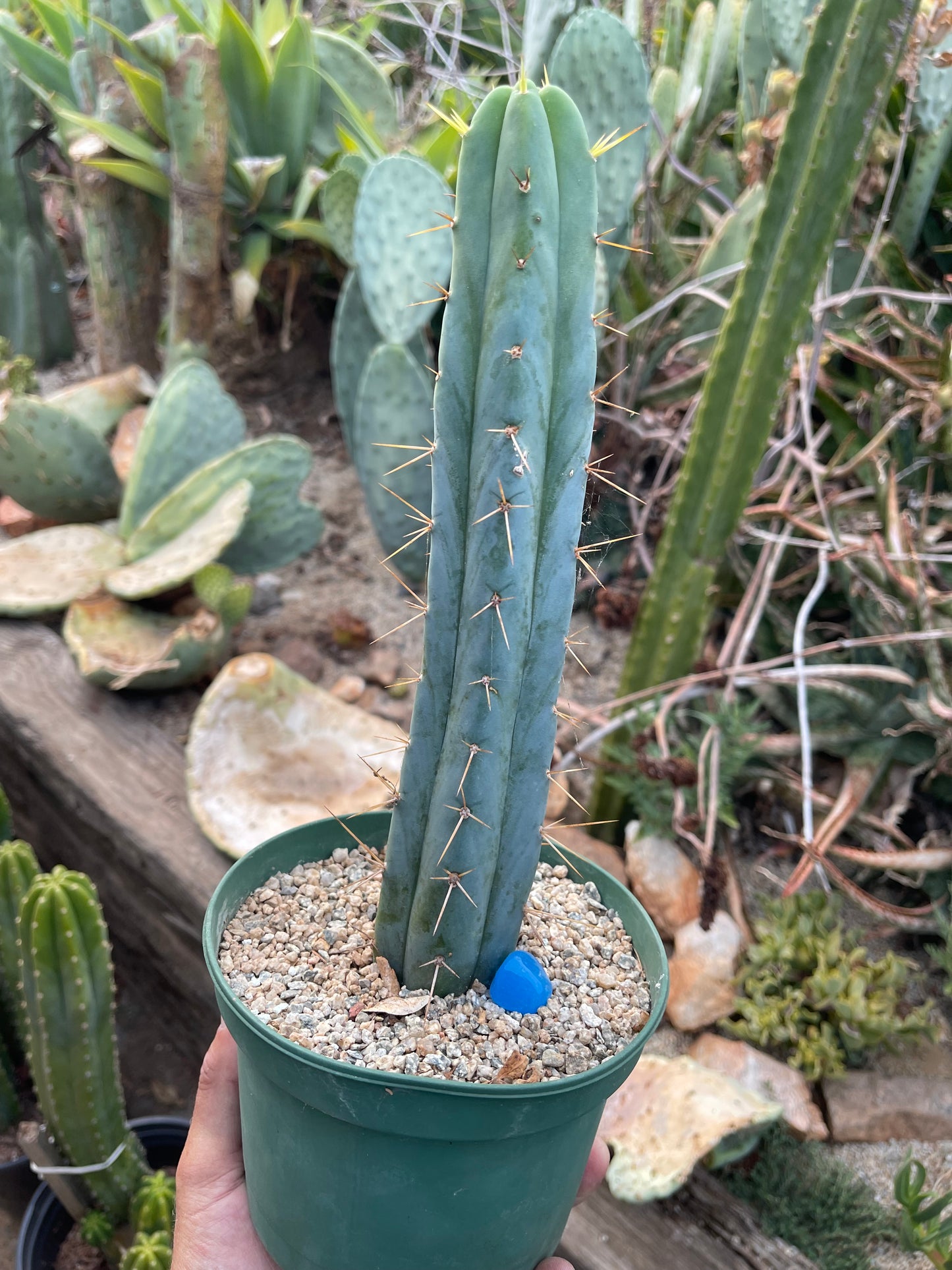 Trichocereus Bridgesii fully rooted