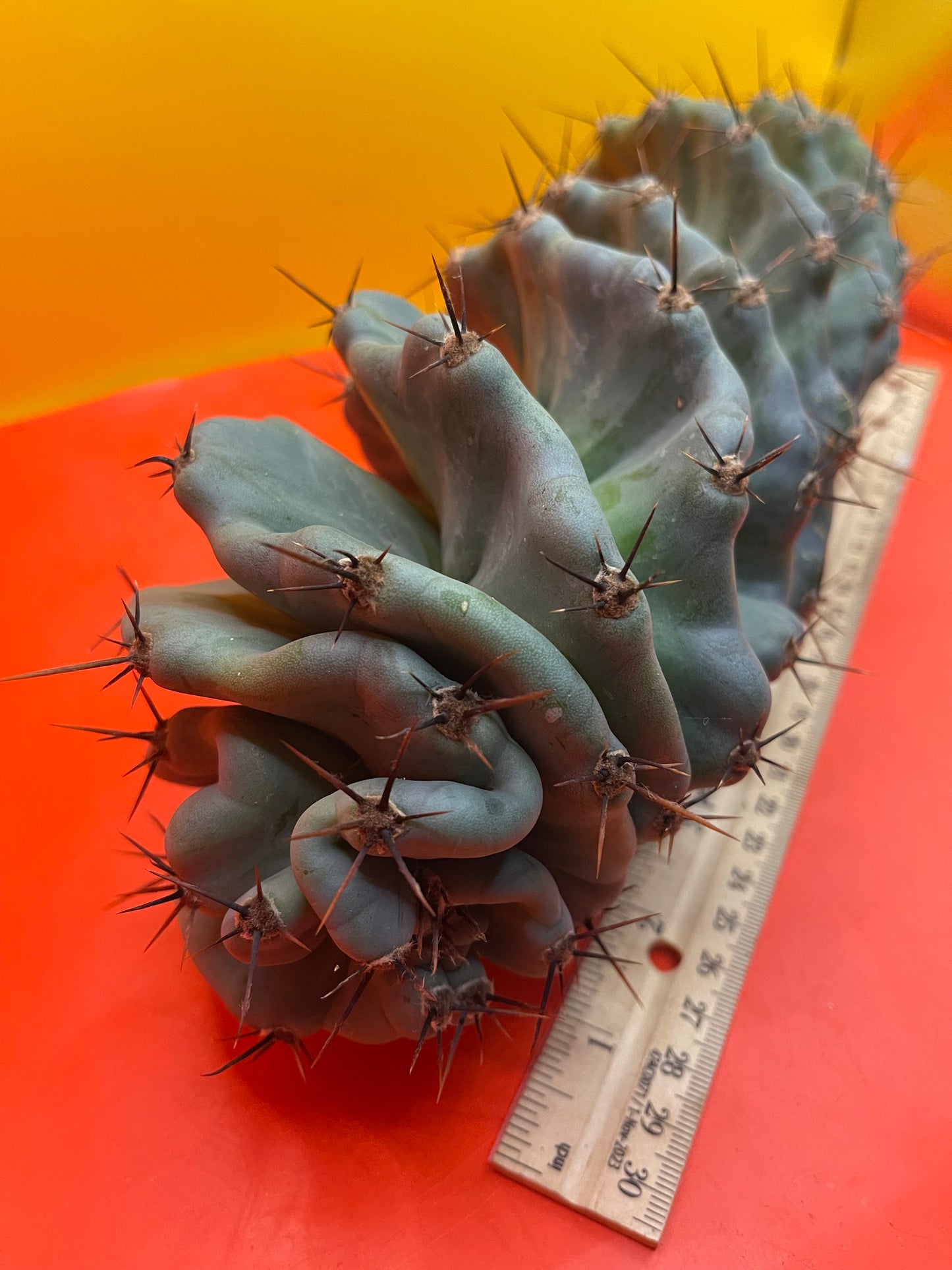 SPIRAL π CACTUS π΅!!!