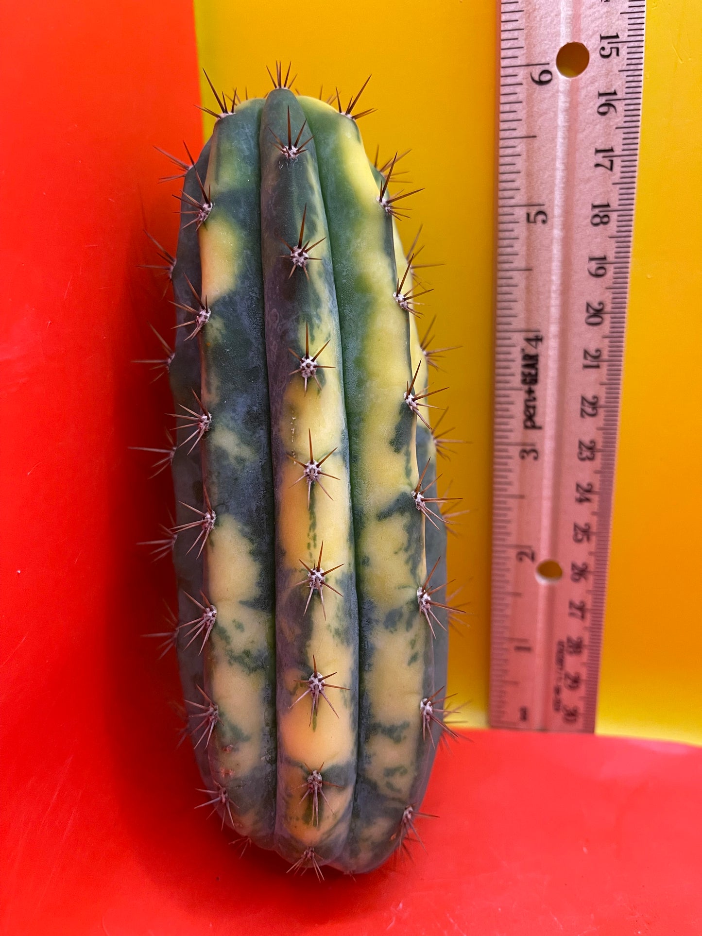 Variegated San Pedro Cactus trichocereus !