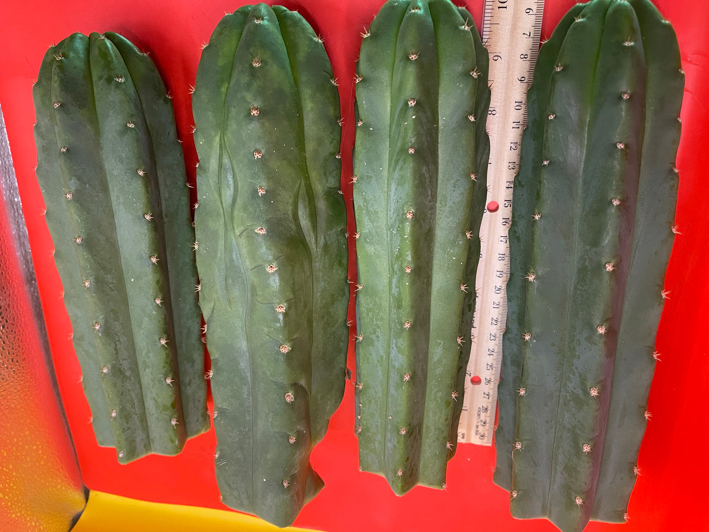 Fresh cut San Pedro Cactus !